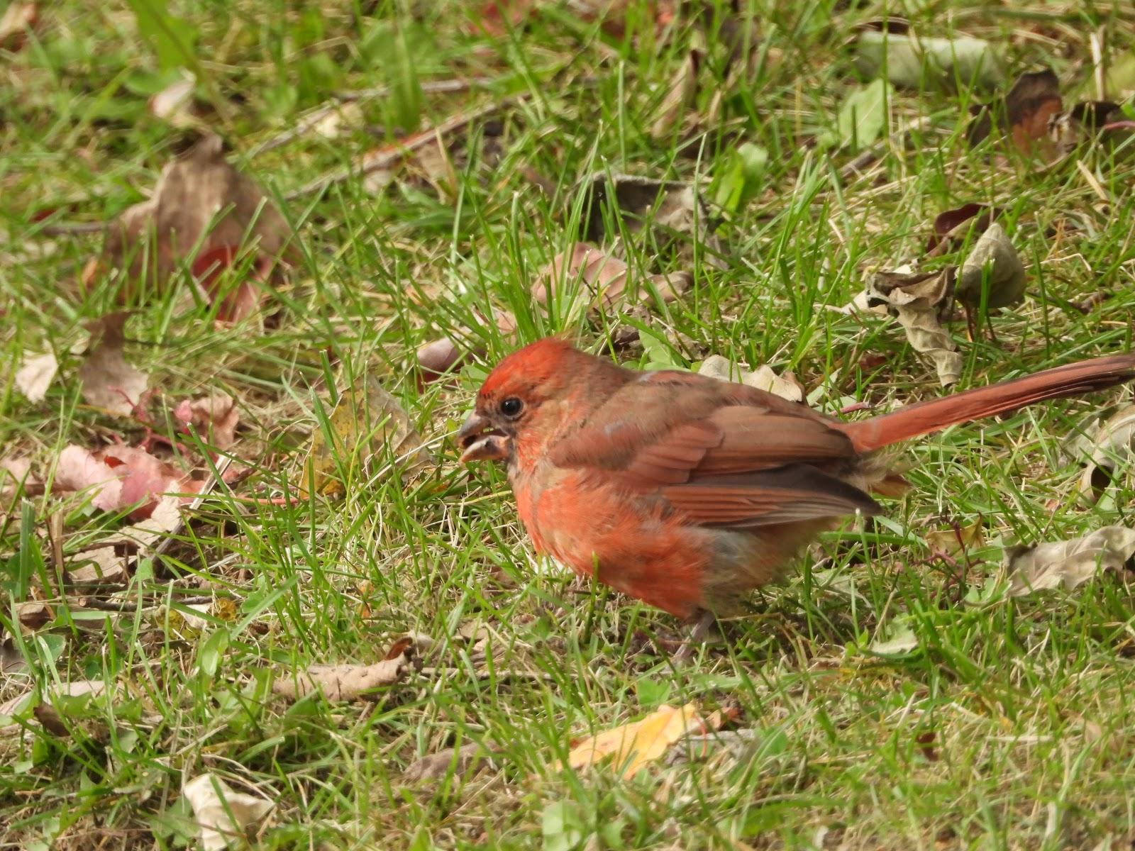 JUVENILE NORTHERN CARDINAL MOLTING TO ADULT, COLONEL
