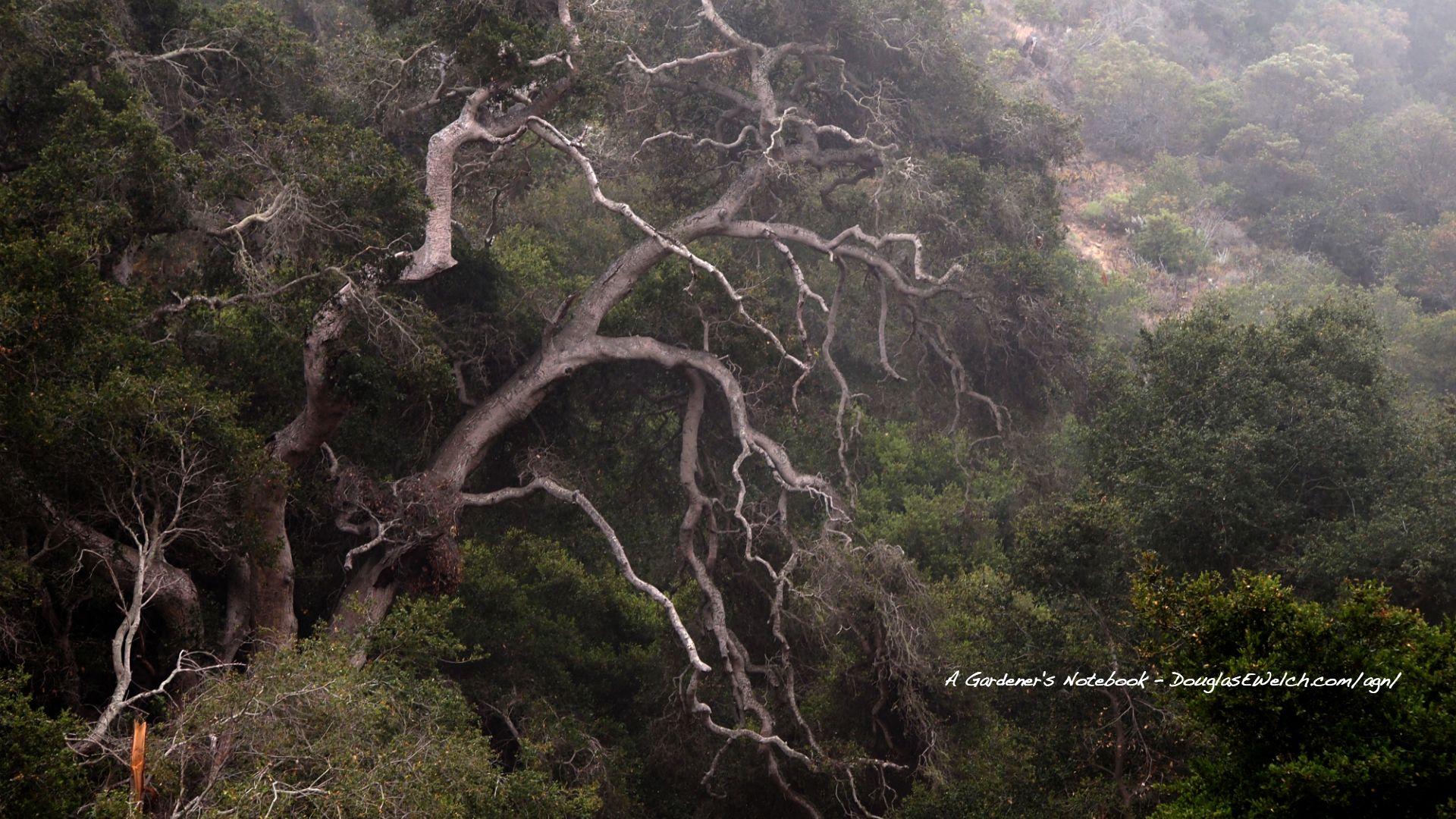 Free Old Oak Tree Computer and Smartphone Wallpaper for June 2013