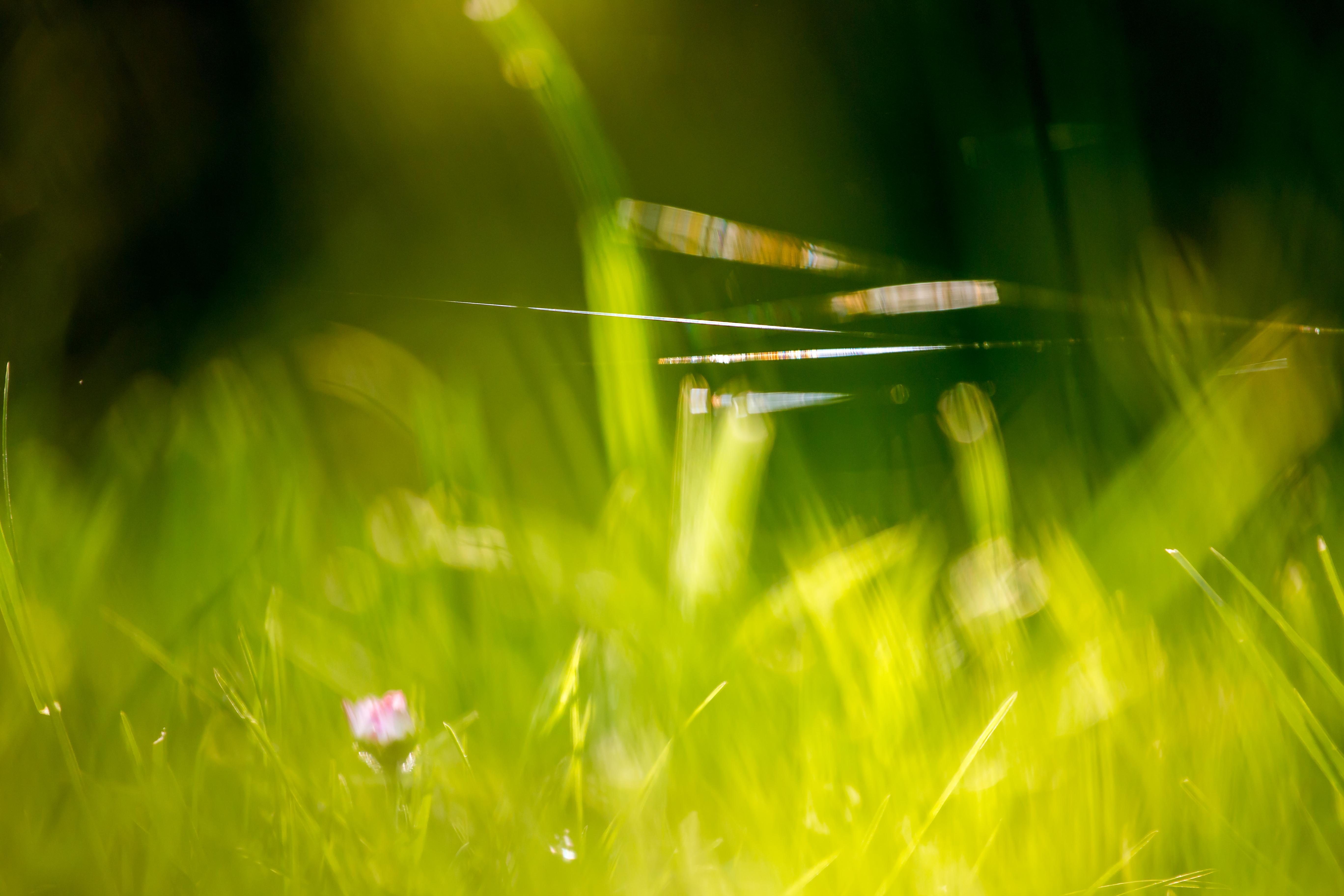 Beautiful Green Grass Field HD Wallpaper
