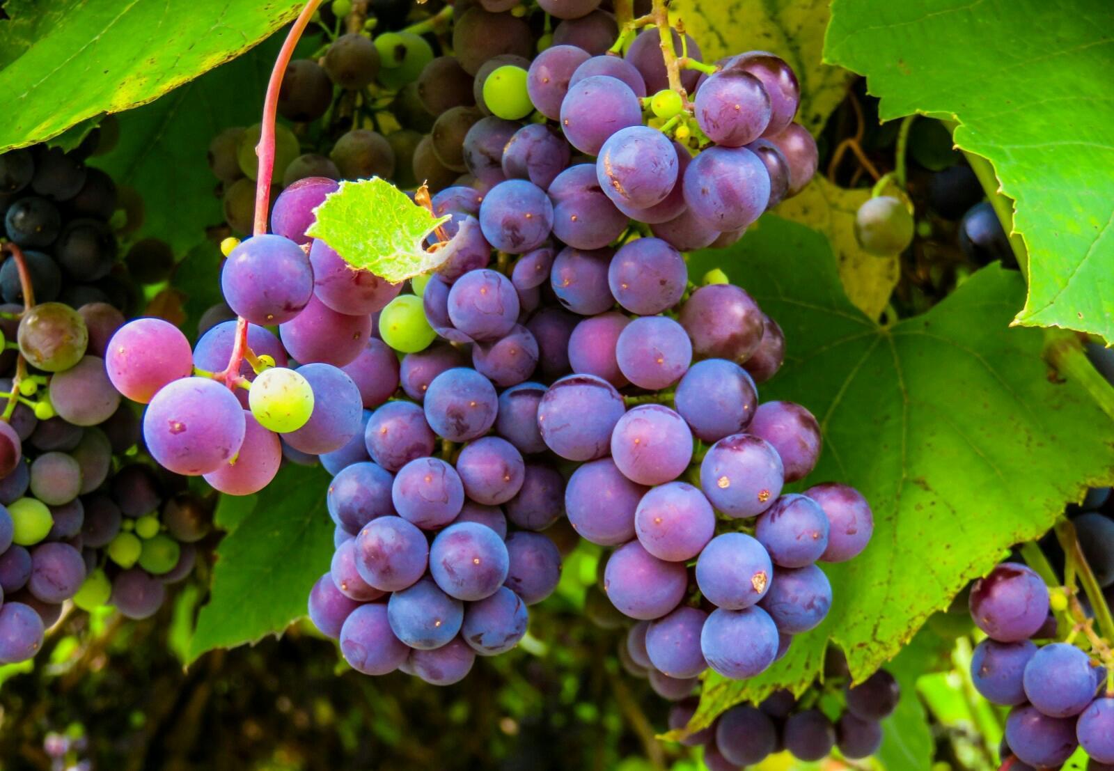 Grapes excellent ** wallpaper in 2018.Images.Wishes