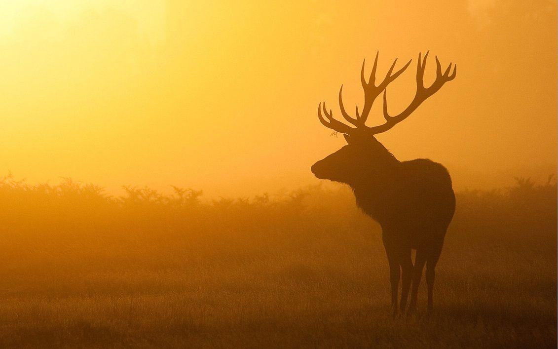 Deer Sunrise Wallpaper