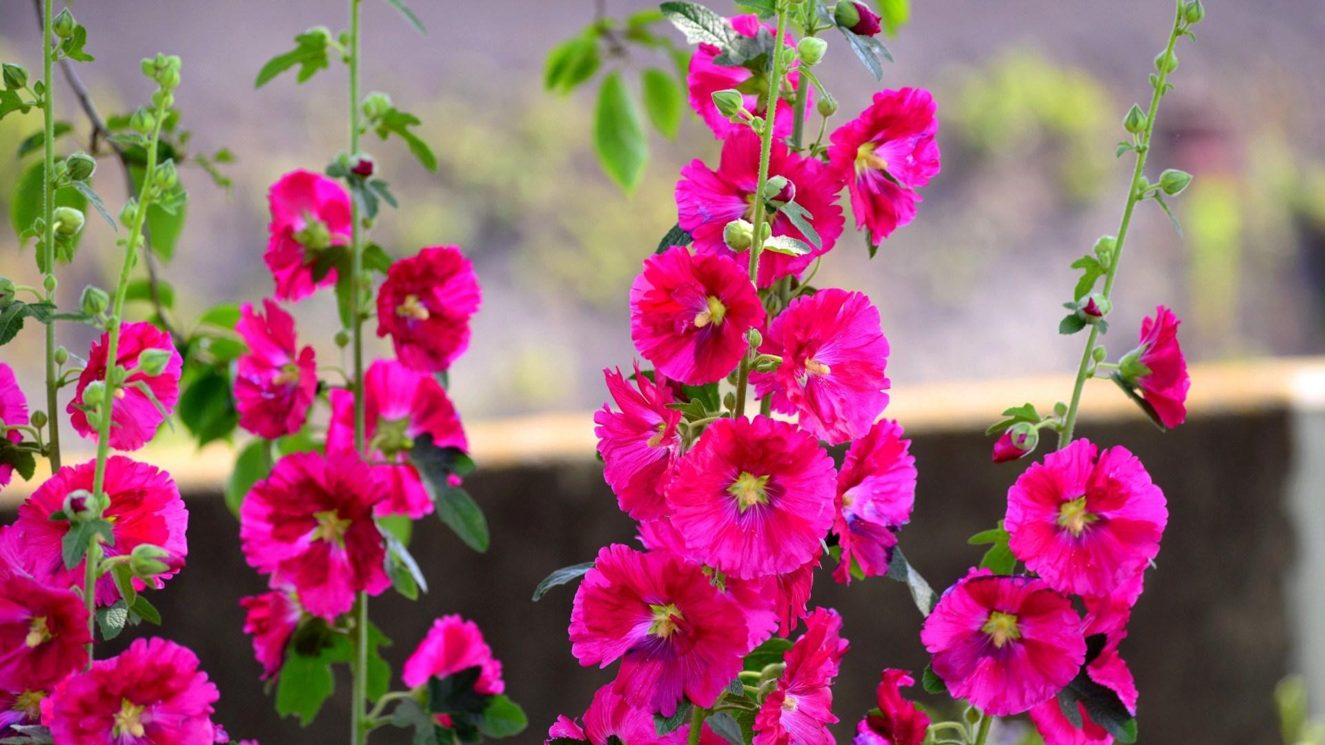 Pink Hollyhocks Wallpapers - Wallpaper Cave