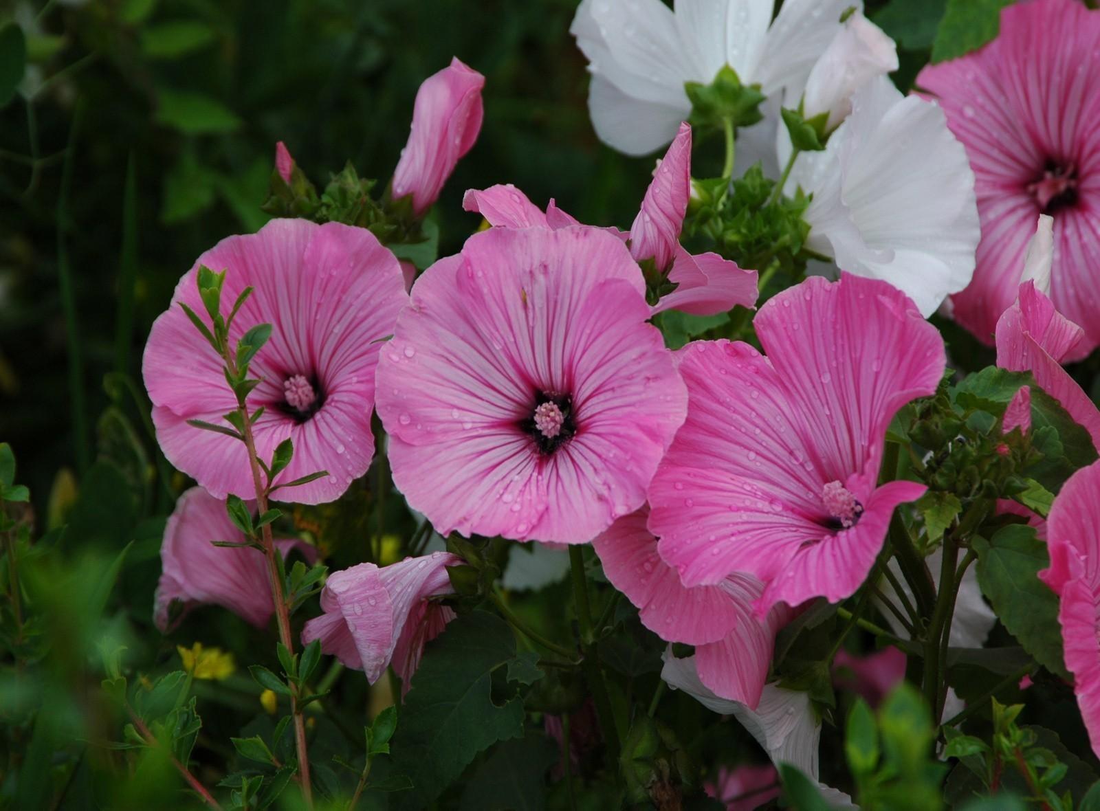 Pink Hollyhocks Wallpapers - Wallpaper Cave