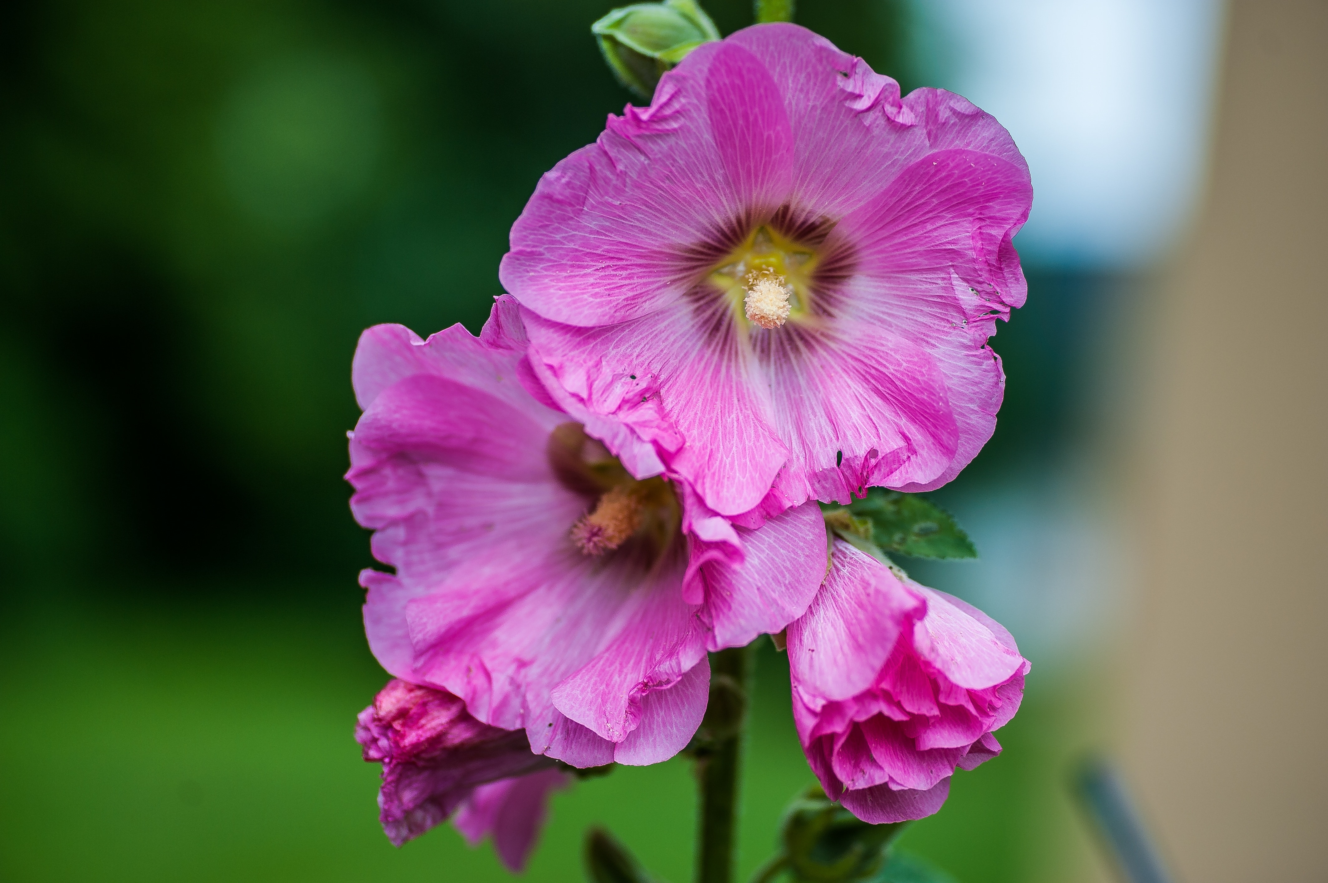 Pink Hollyhocks Wallpapers - Wallpaper Cave