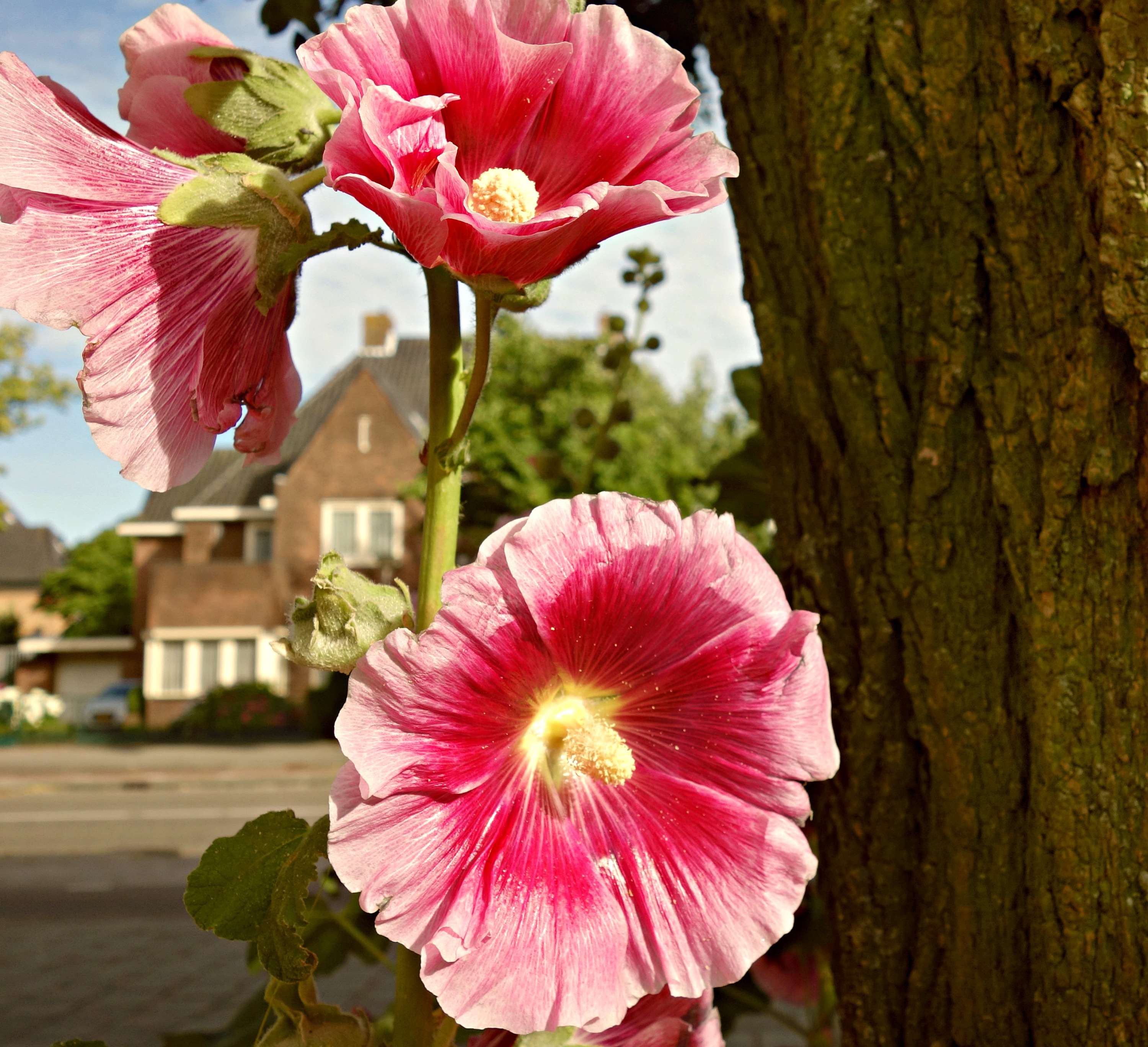 Pink Hollyhocks Wallpapers - Wallpaper Cave