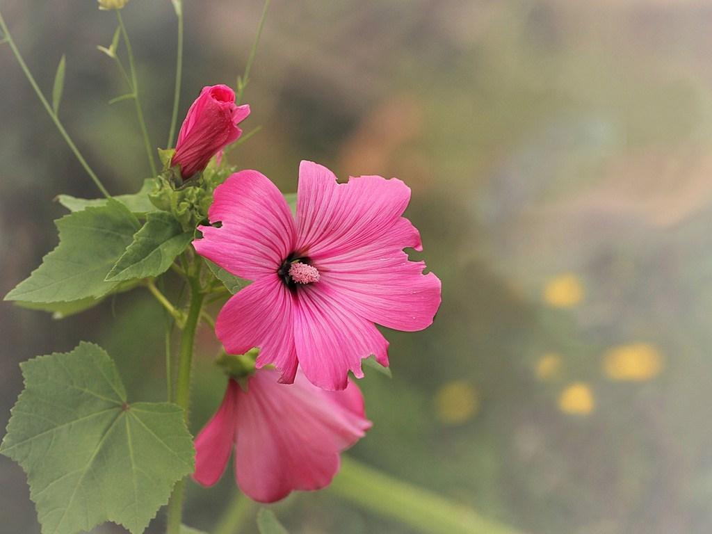 Pink Hollyhocks Wallpapers - Wallpaper Cave