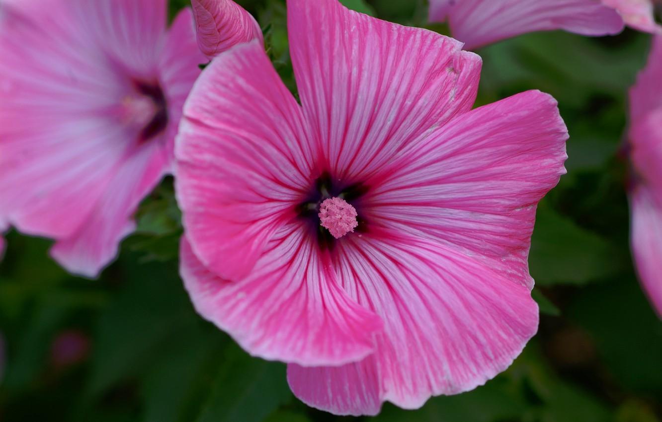 Pink Hollyhocks Wallpapers - Wallpaper Cave