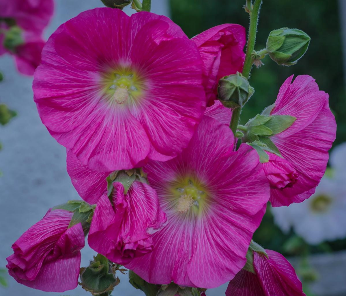 Wallpaper Pink color Malva Flowers Closeup