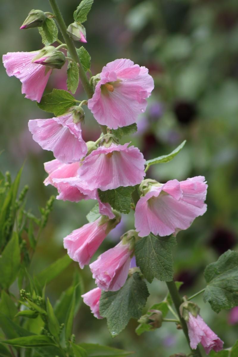 Pink Hollyhocks Wallpapers - Wallpaper Cave