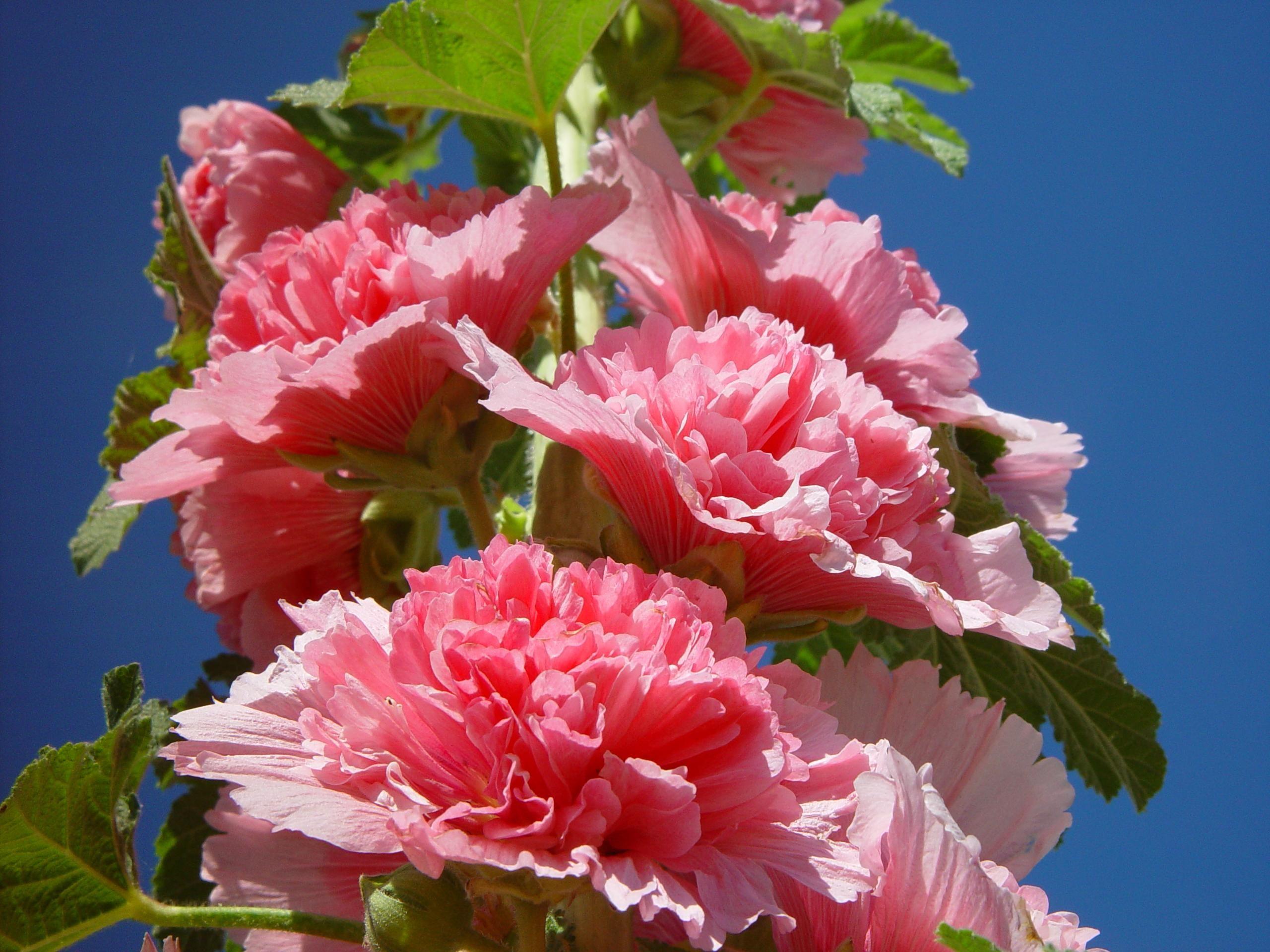 Pink Hollyhocks Wallpapers - Wallpaper Cave