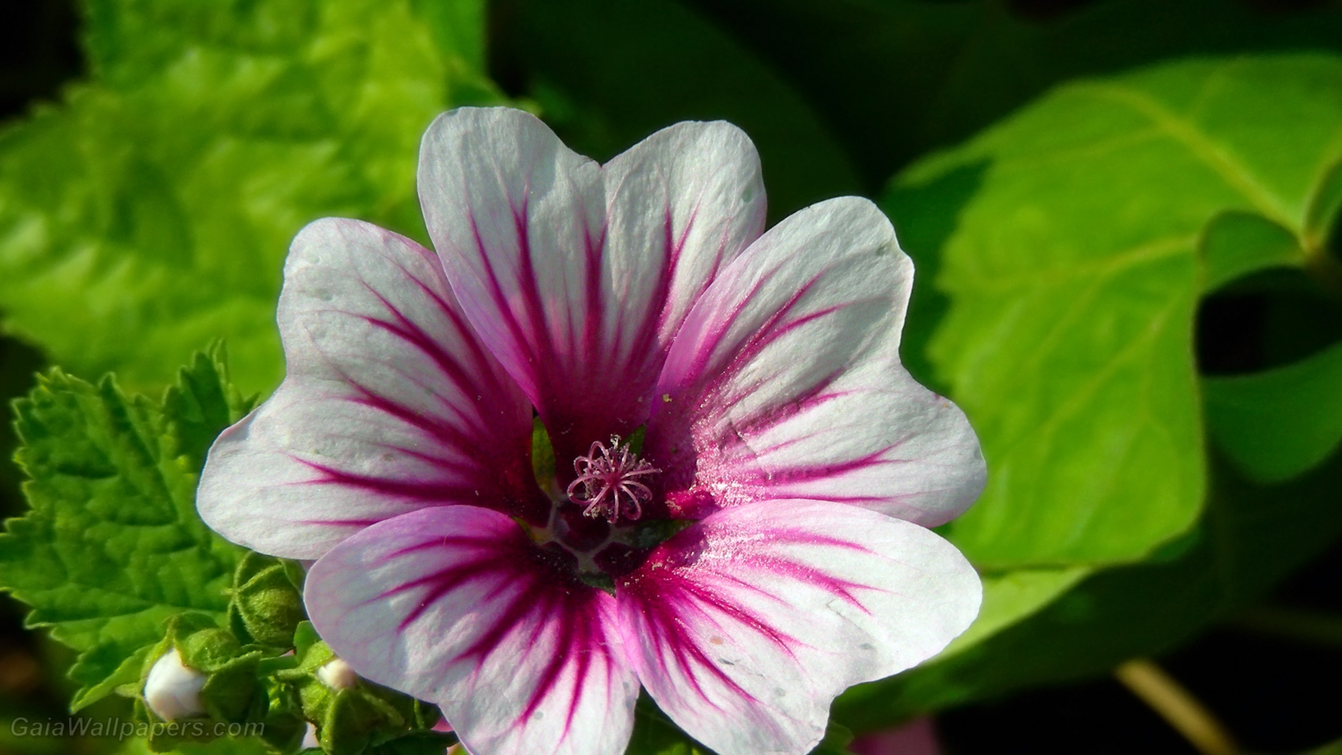 Pink Hollyhocks Wallpapers - Wallpaper Cave