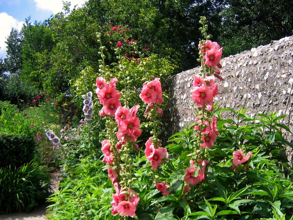 Pink Hollyhocks Wallpapers - Wallpaper Cave