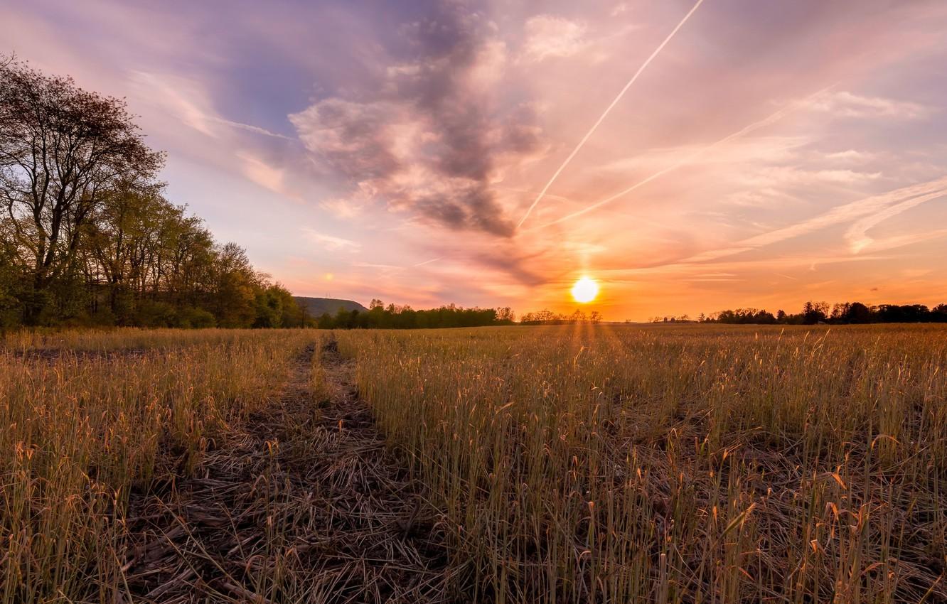 Wallpaper field, sunset, nature image for desktop, section пейзажи