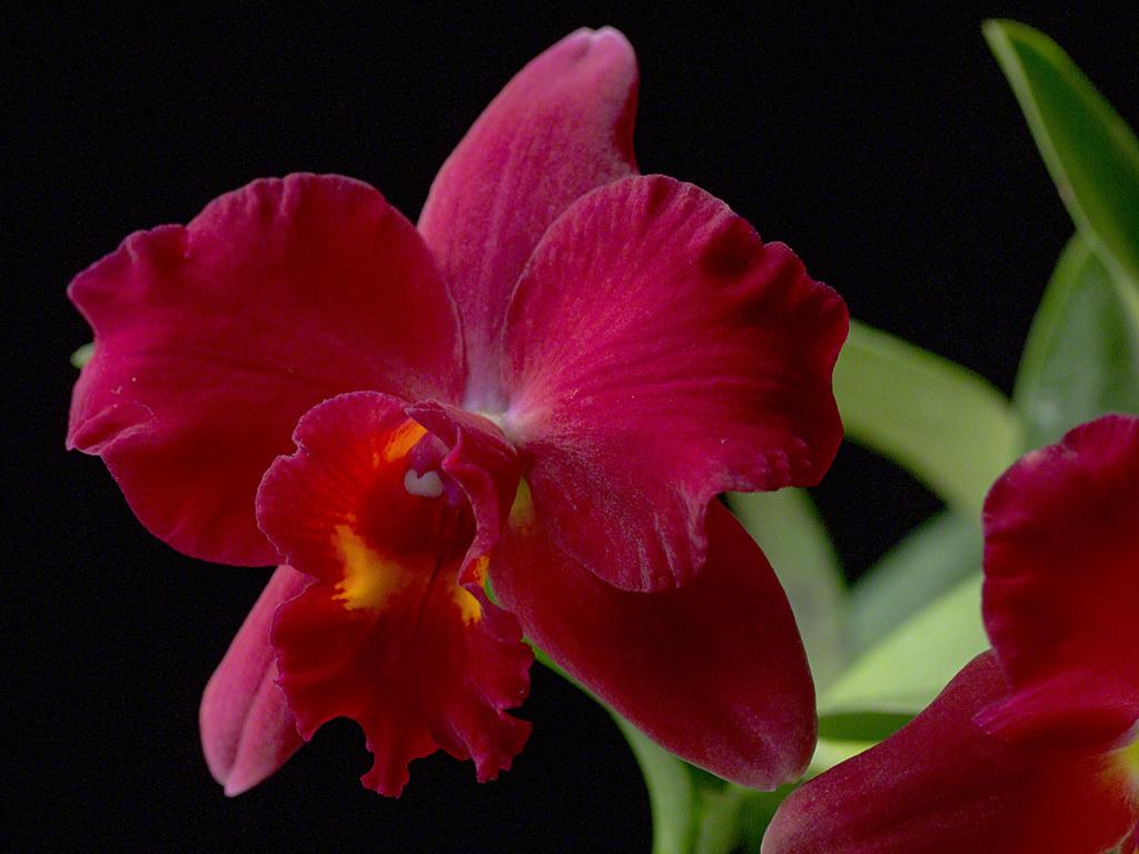 Mauve And Red Orchid Wallpapers - Wallpaper Cave