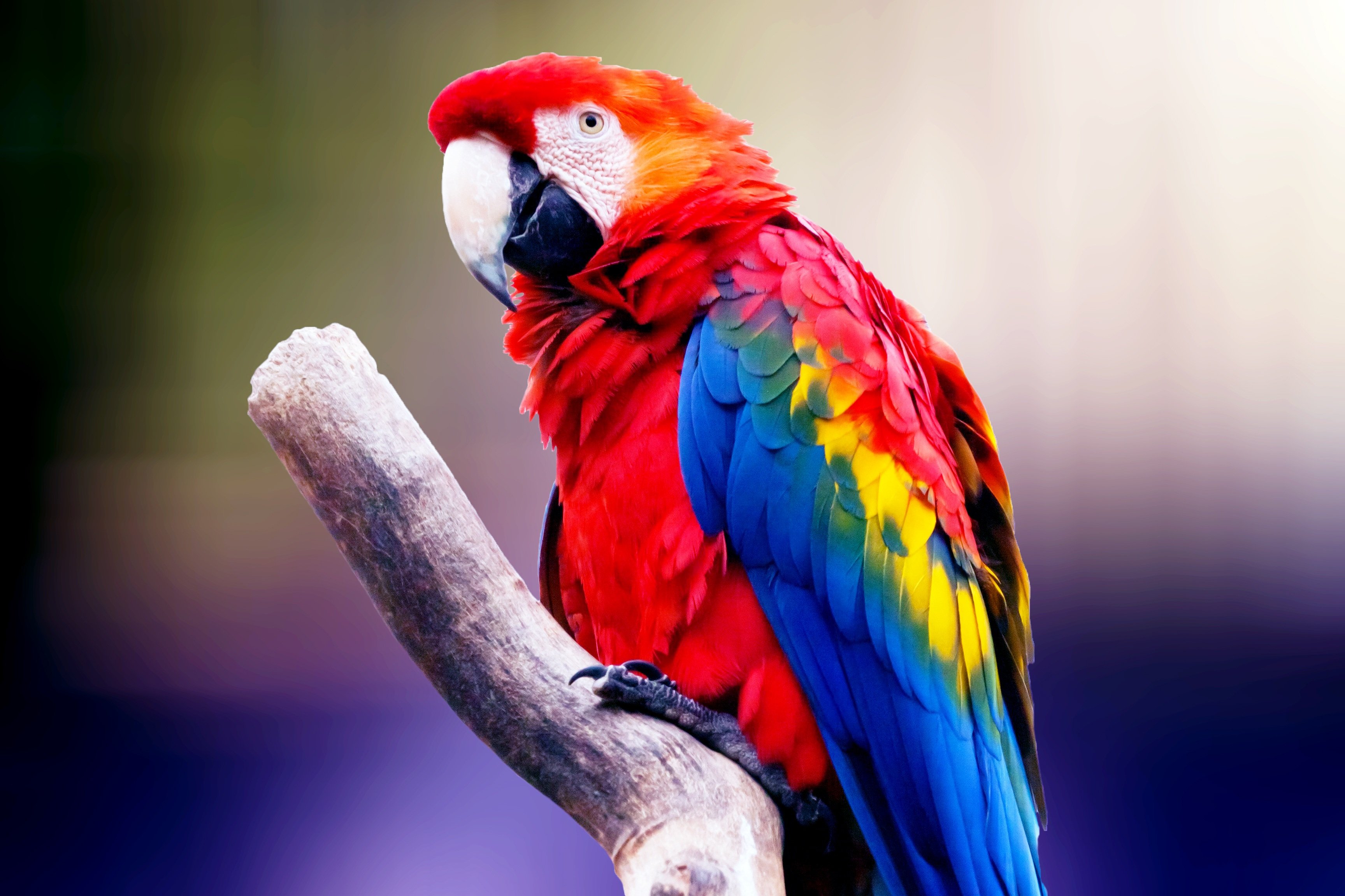 Wallpaper Parrot, Colorful, HD, 4K, Animals