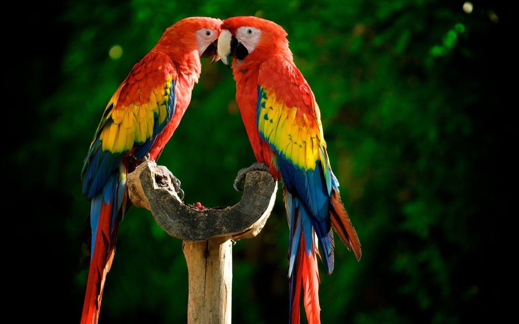 Two colorful parrots birds. Animal Wallpaper. HD