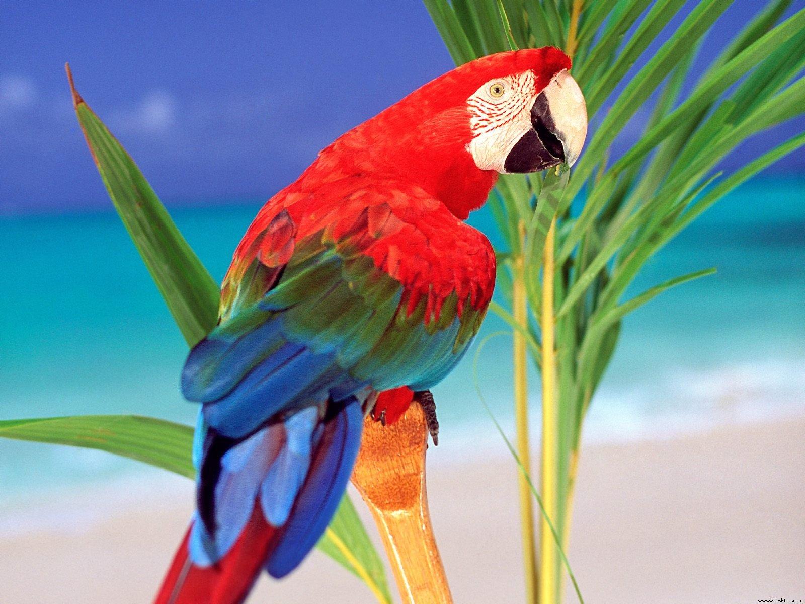 Tropical Parrot Wallpaper