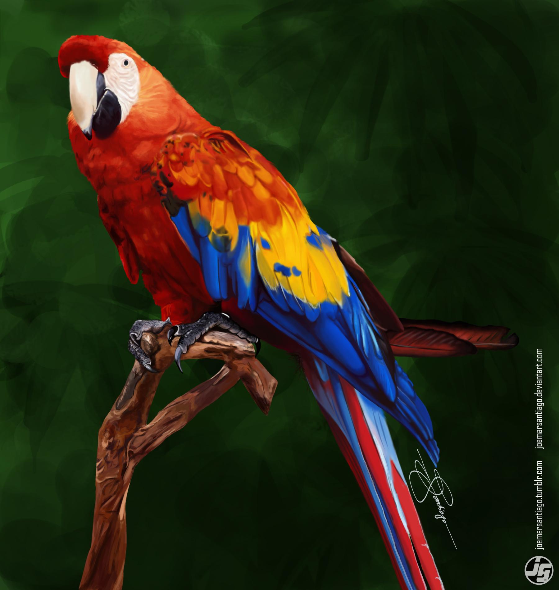 Colorful Parrots Drawings HD Wallpaper, Background Image
