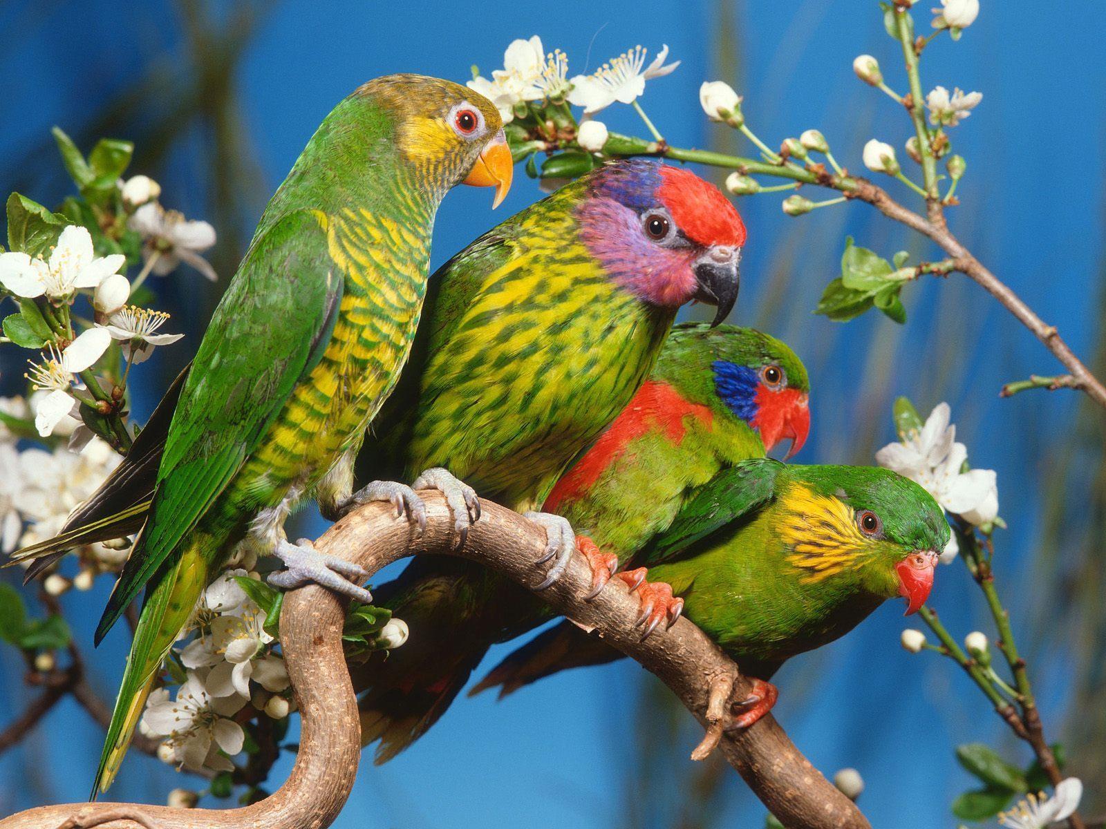 Green Colorful Parrots Wallpaperx1200