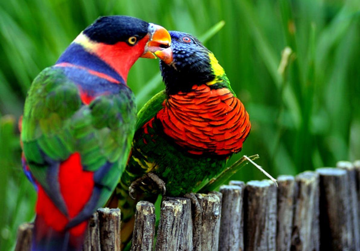 Beautiful Colorful Parrot Birds Wallpaper HD Desktop
