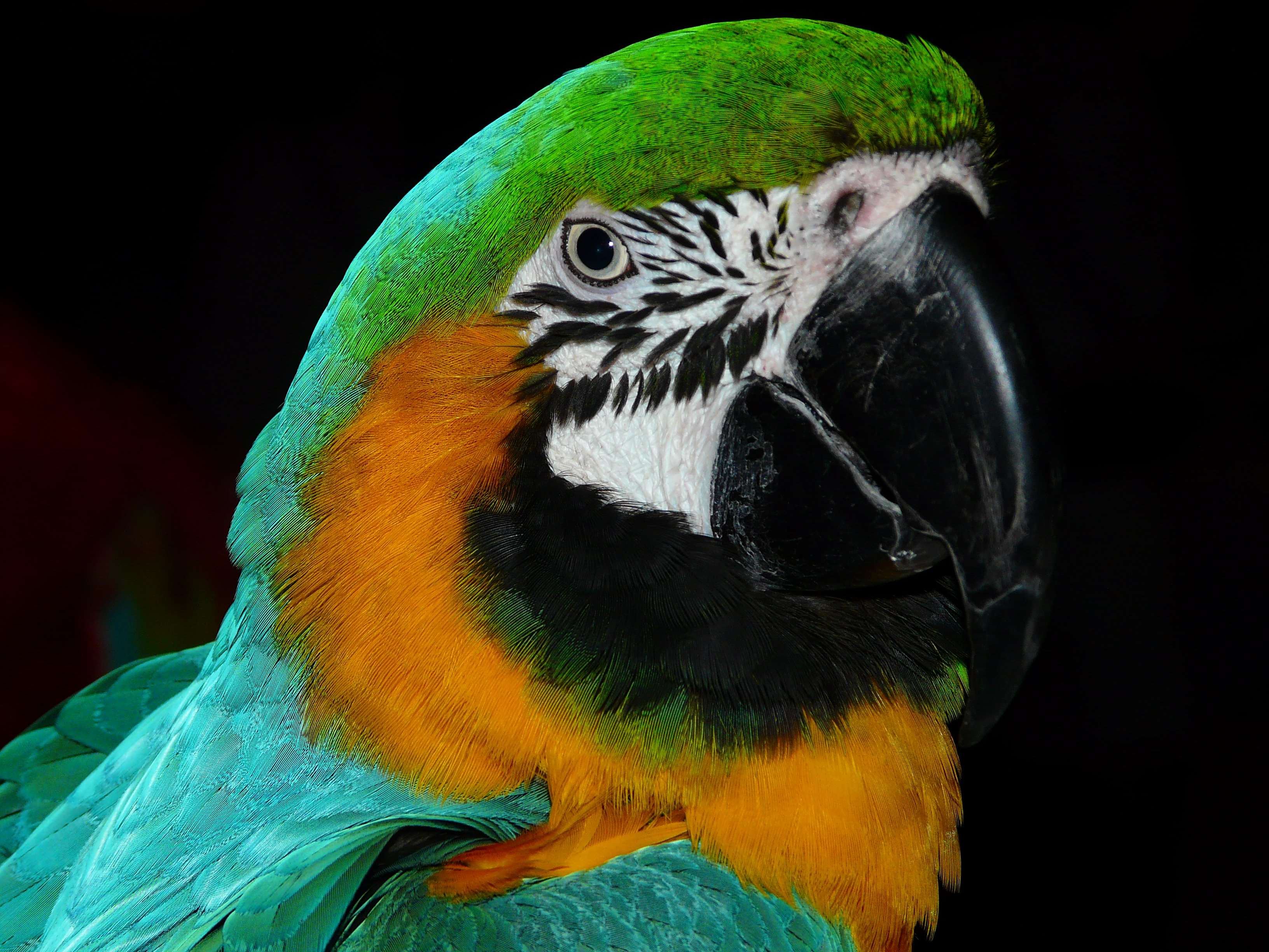animal, animal photography, bird, close up, colorful