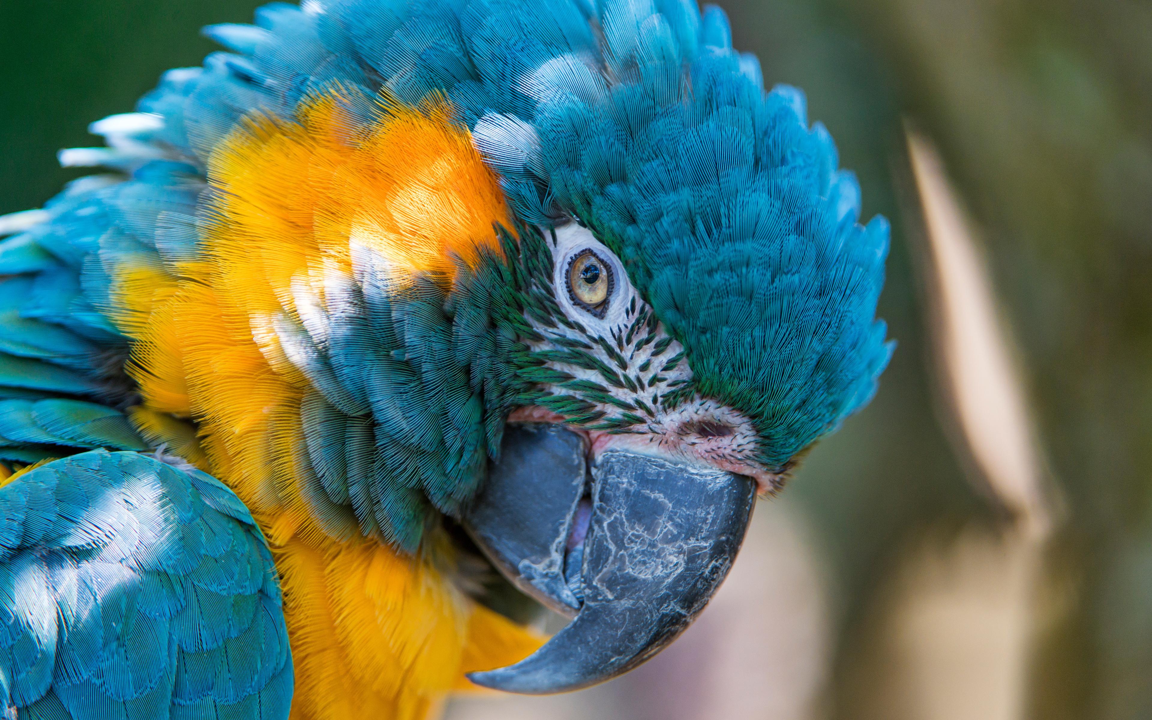 Macaw, Parrot, Colorful Bird, Muzzle, Close Up, Wallpaper