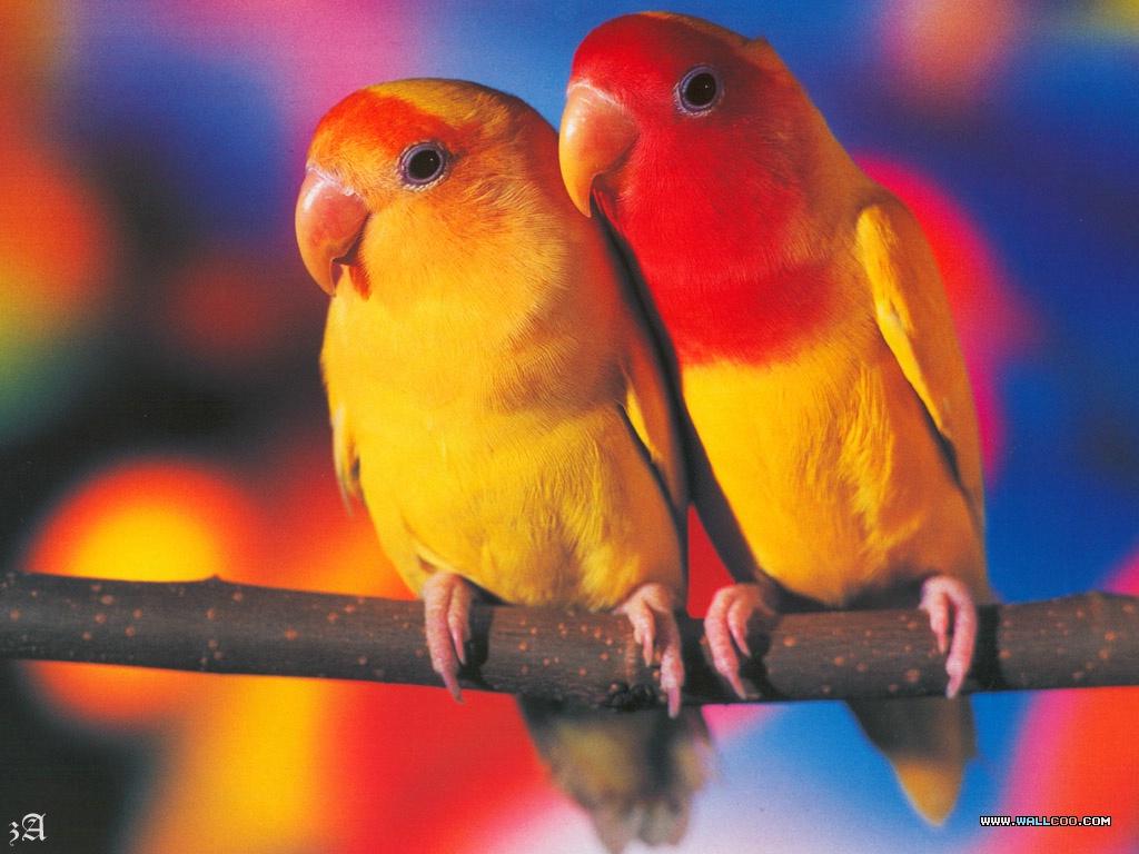 Colorful Parrots Wallpaper 1024x768 NO.8 Desktop Wallpaper