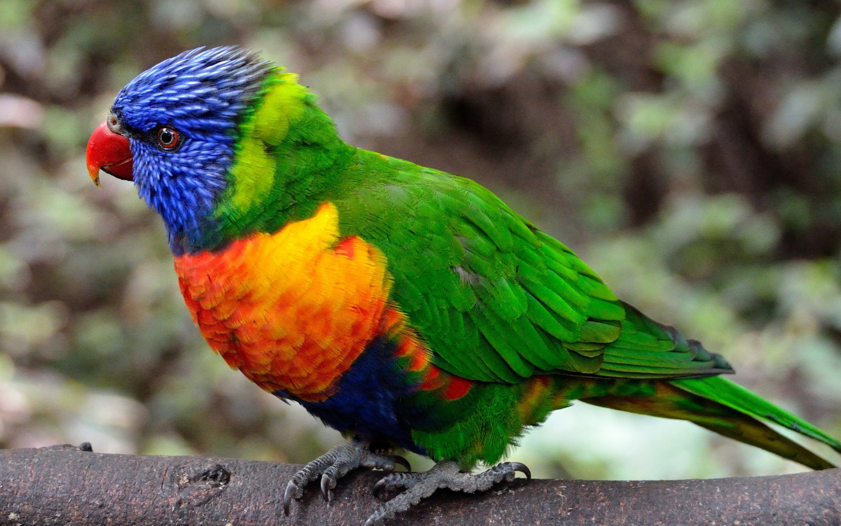 Colorful Parrot Bird Macbook Pro Retina HD 4k Wallpaper