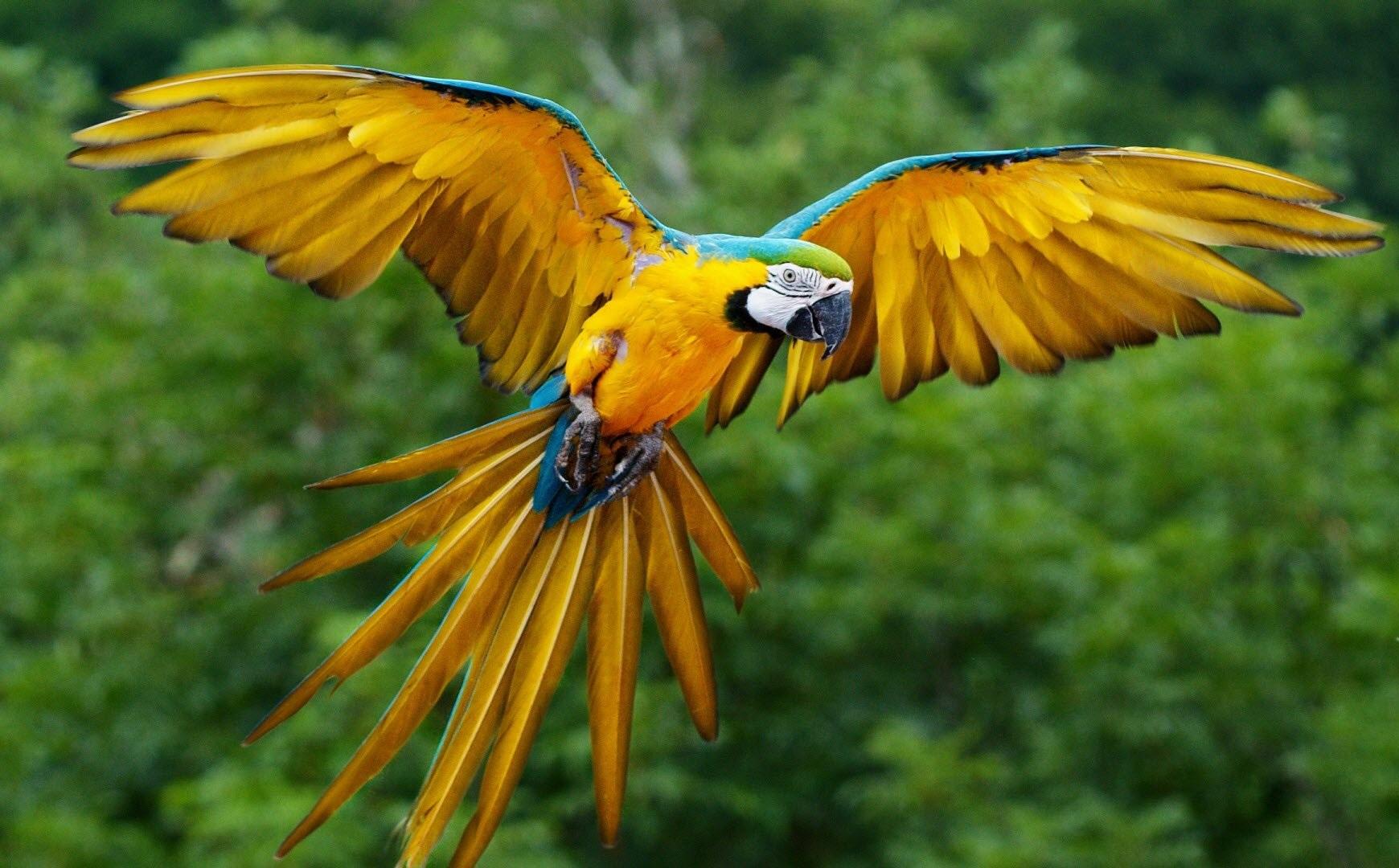 Colorful Parrot Birds Free HD Wallpaper Parrot, HD