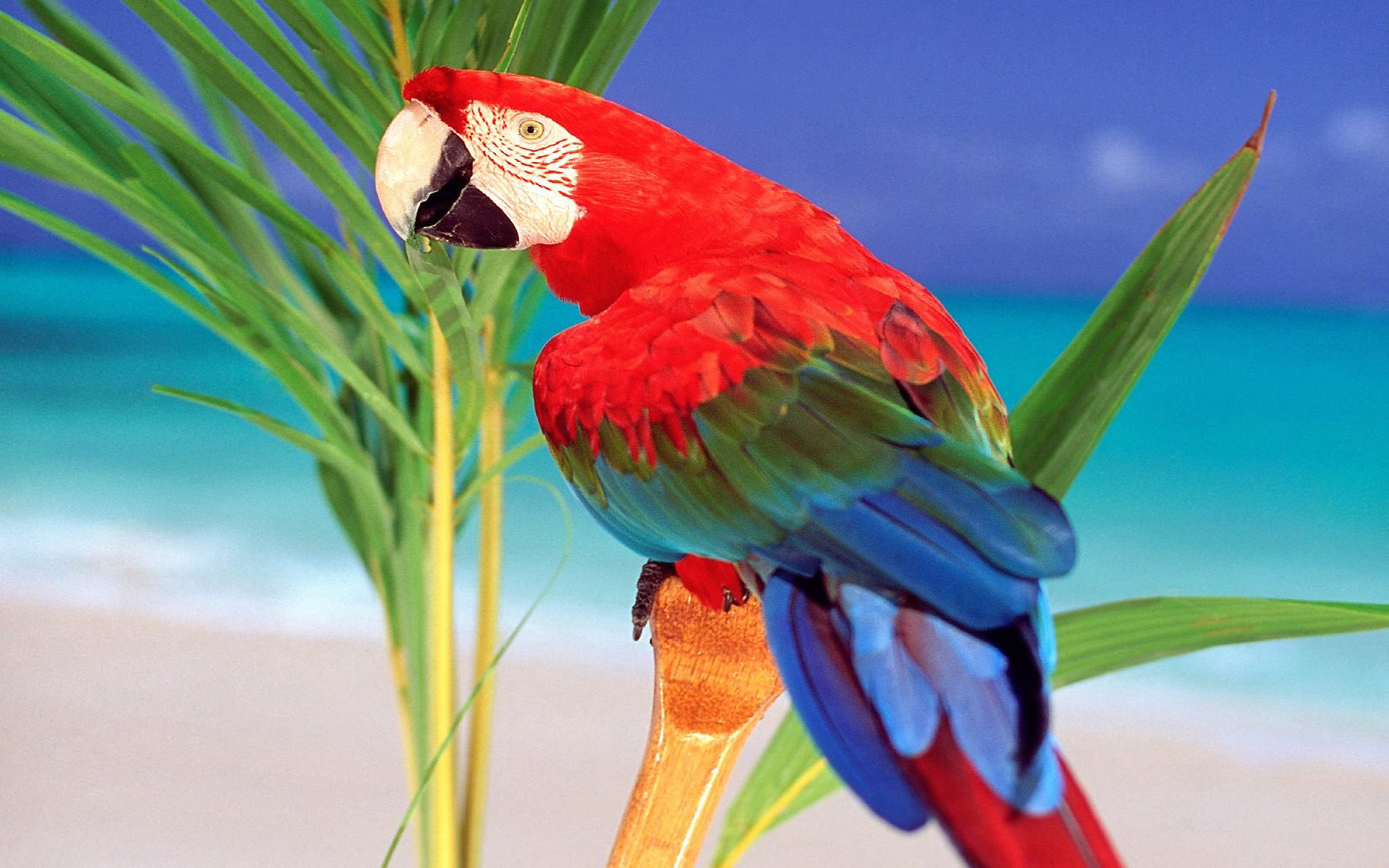 Colourful Parrot HD Wallpaper For Lap Top Mobile Phone