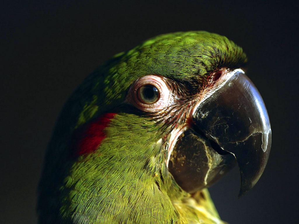 Parrots Wallpaper Parrot Bird Photo