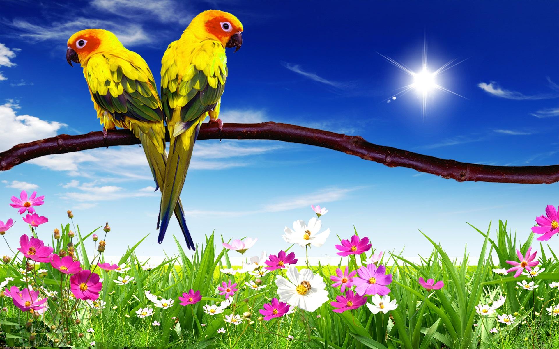 Colorful Parrots First HD Wallpaper Wpt7603166