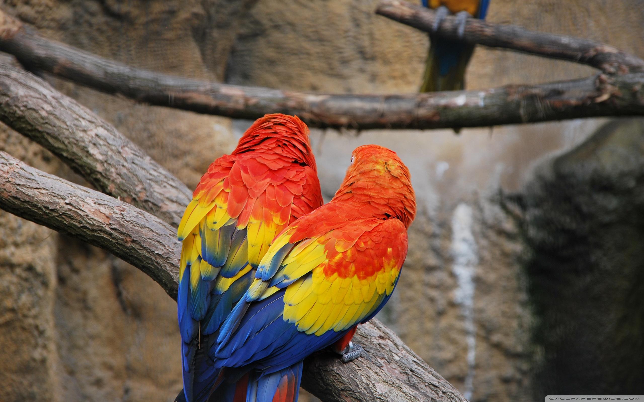 Colorful Parrots ❤ 4K HD Desktop Wallpaper for 4K Ultra HD TV