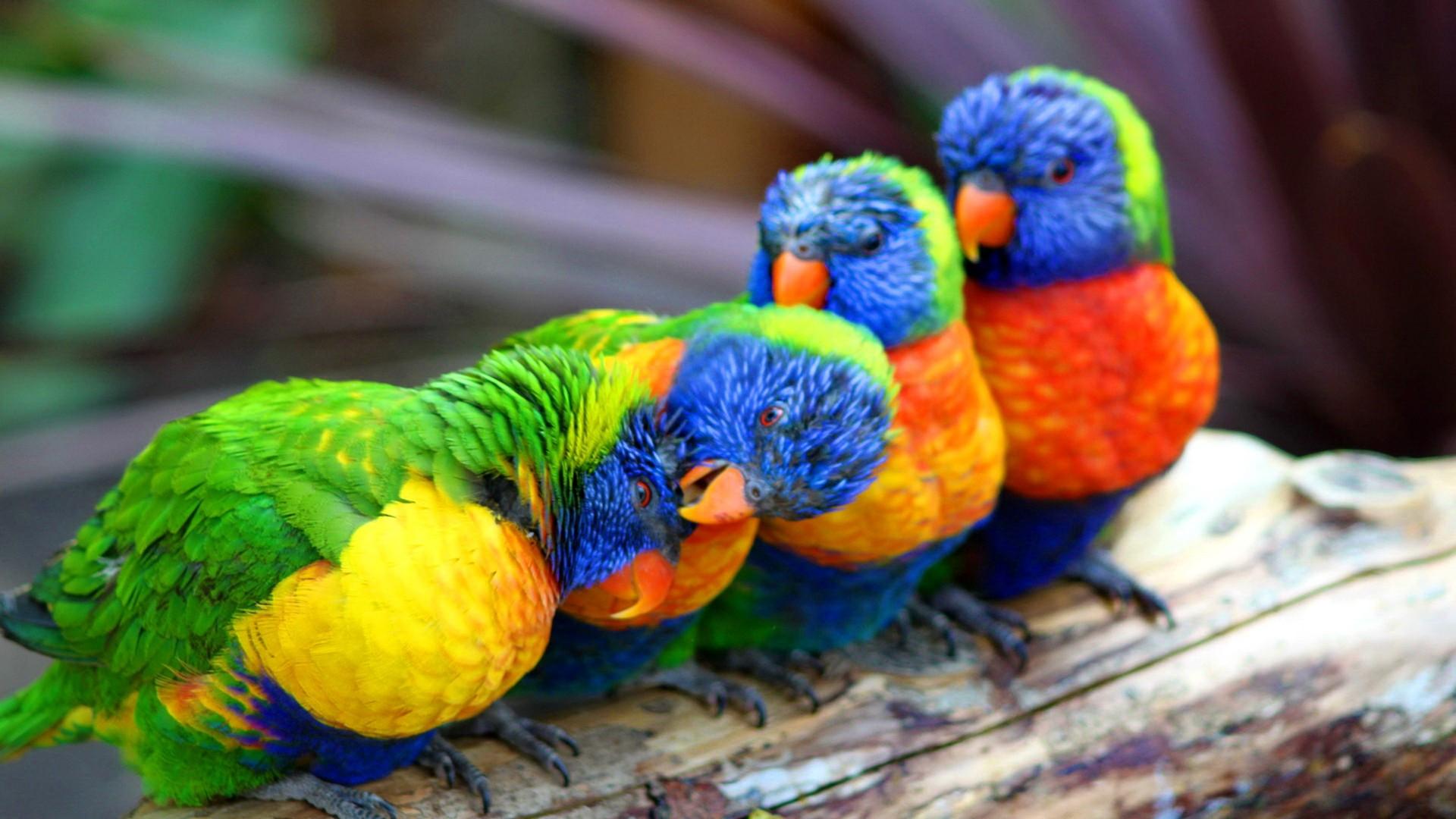 Cute Colorful Parrot Wallpaper HD, Wallpaper13.com