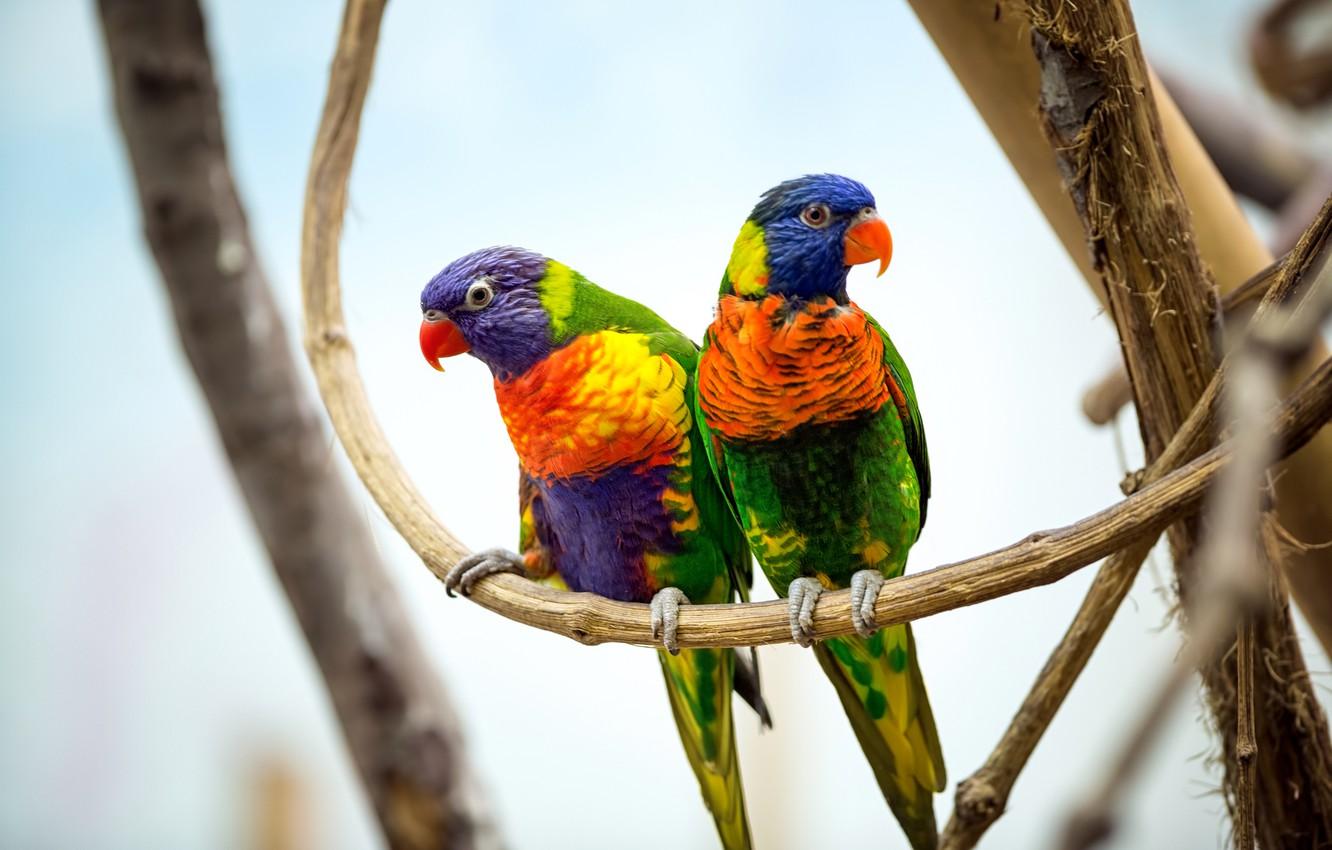 Wallpaper birds, branches, pair, parrots, colorful, bokeh