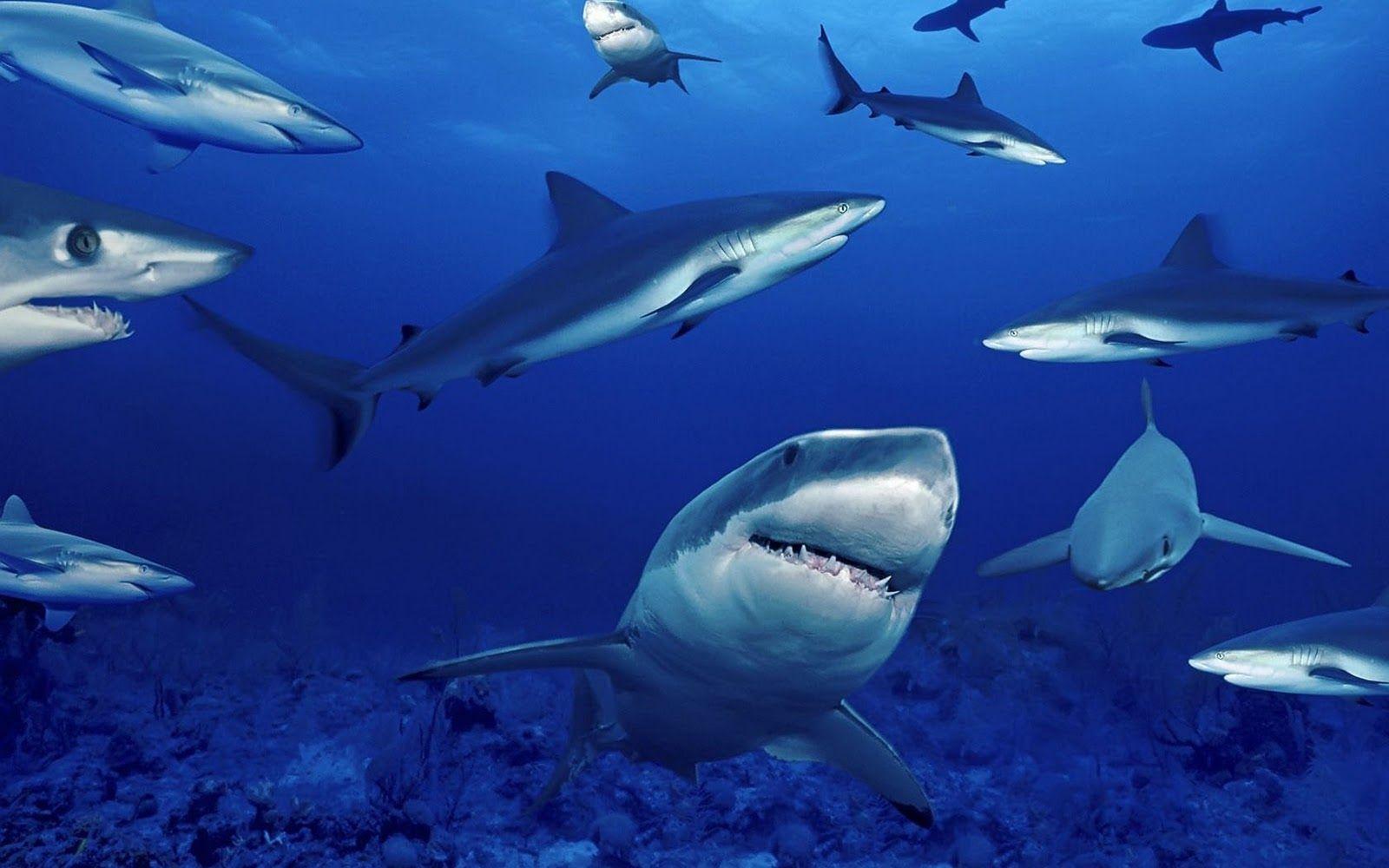 Sharks Desktop Wallpaper