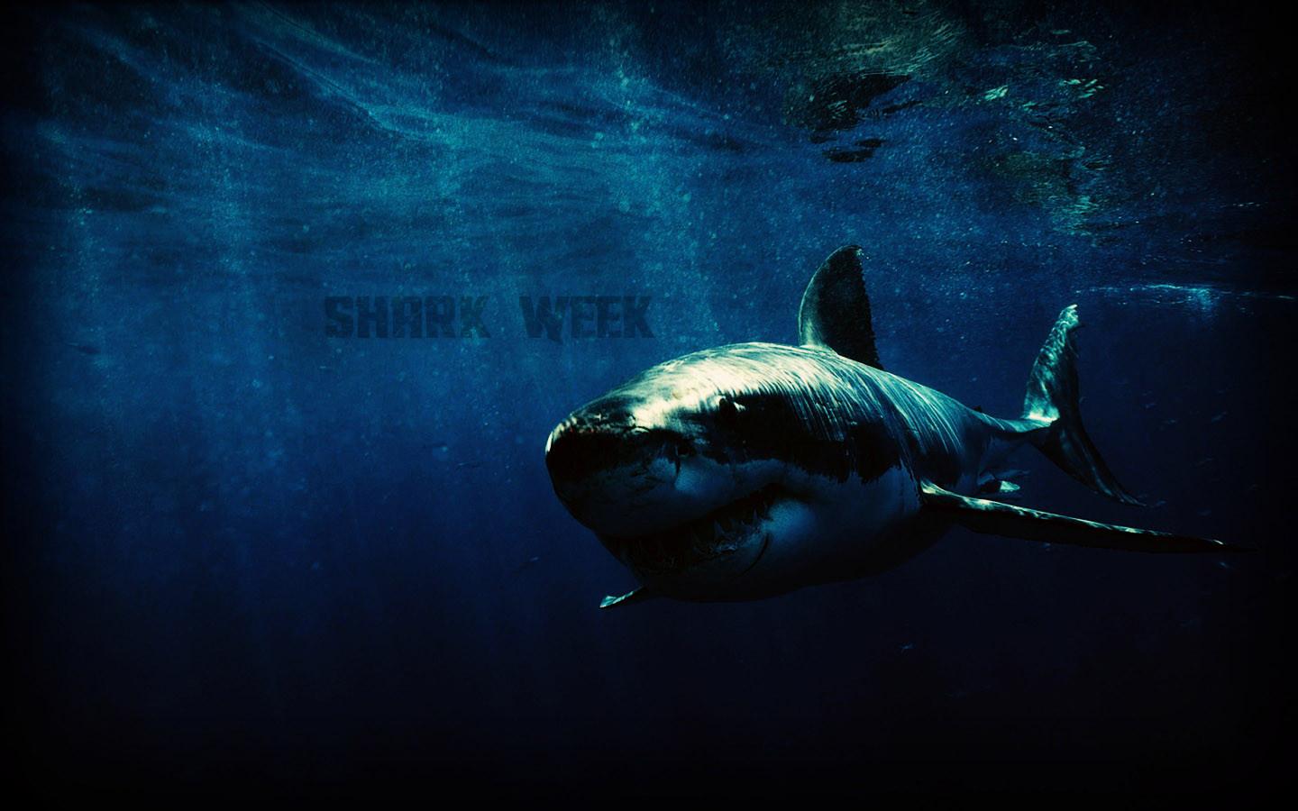 Wallpaper for shark week! [1920x1080]
