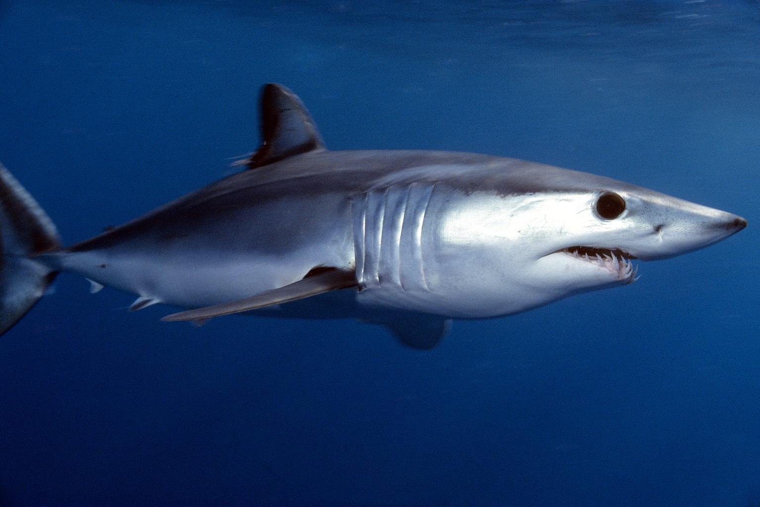 mako shark widescreen retina imac. Animal. Tokkoro.com