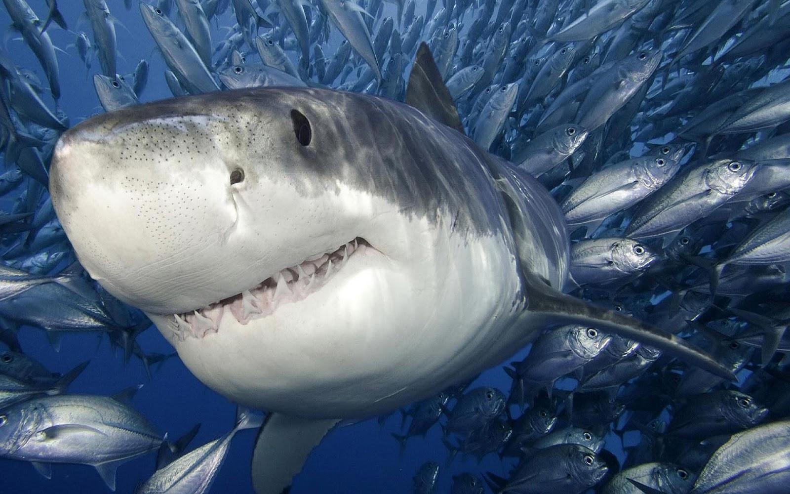 Jawsome Staff Favorites for Shark Week