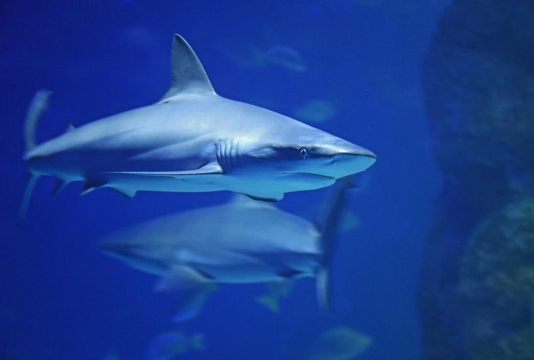 Shark Picture. Download Free Image