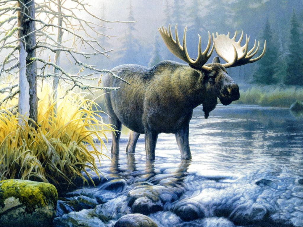Moose Wallpaper 17 X 768
