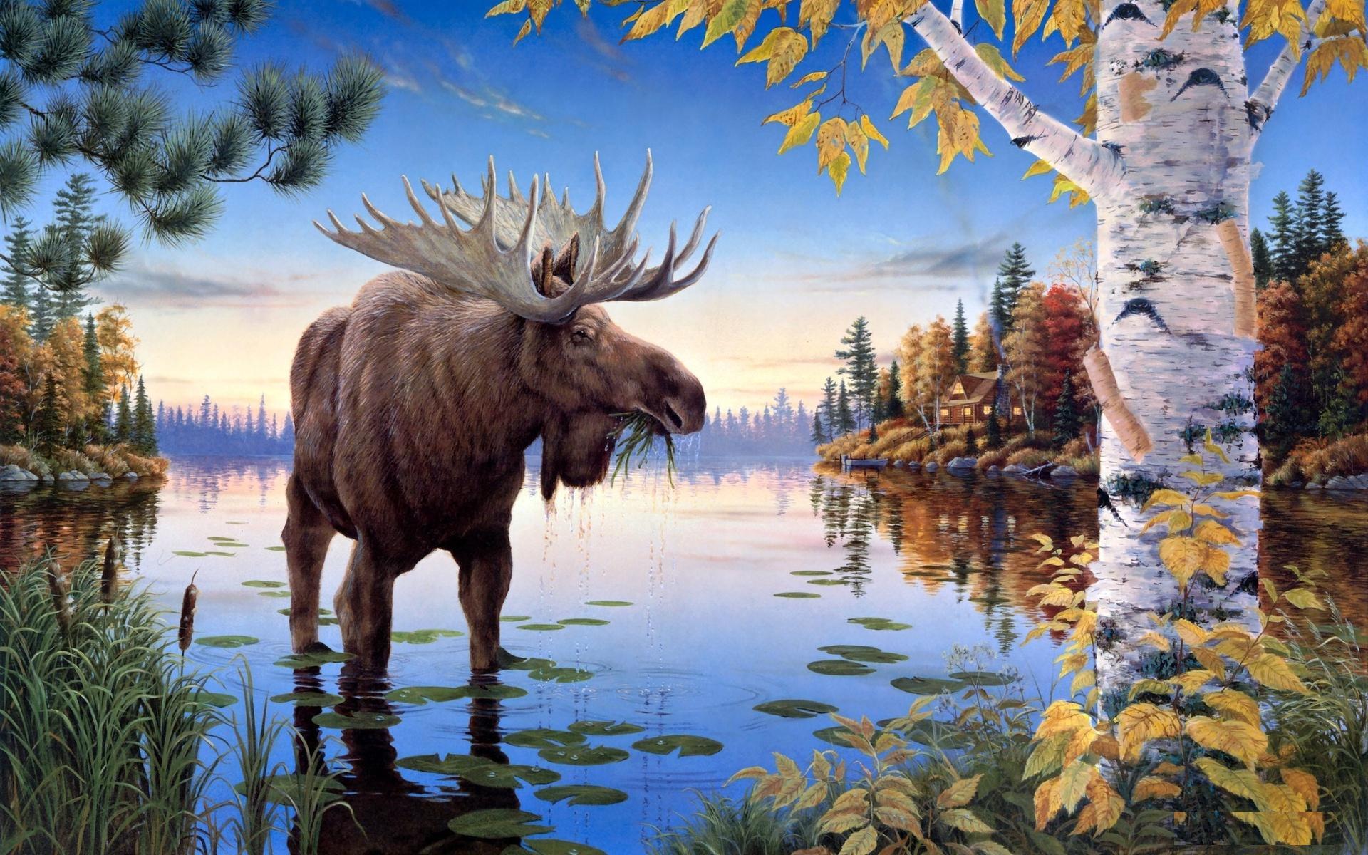 Moose Wallpaper O 0.38 Mb