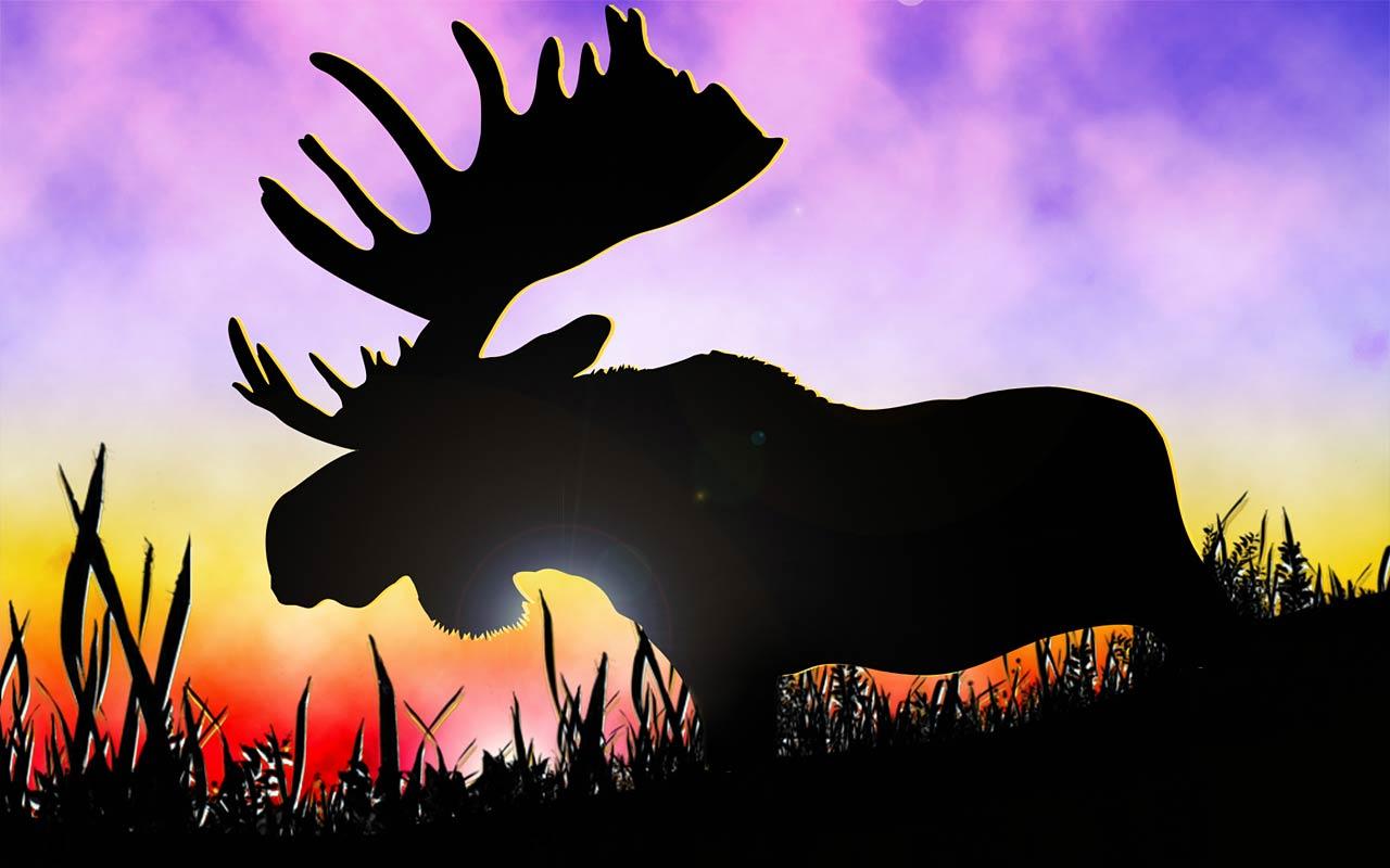 Moose Wallpaper #N7Y6CA3