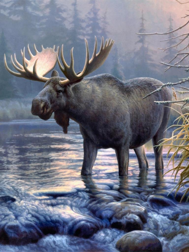 Animal Moose (768x1024) Wallpaper