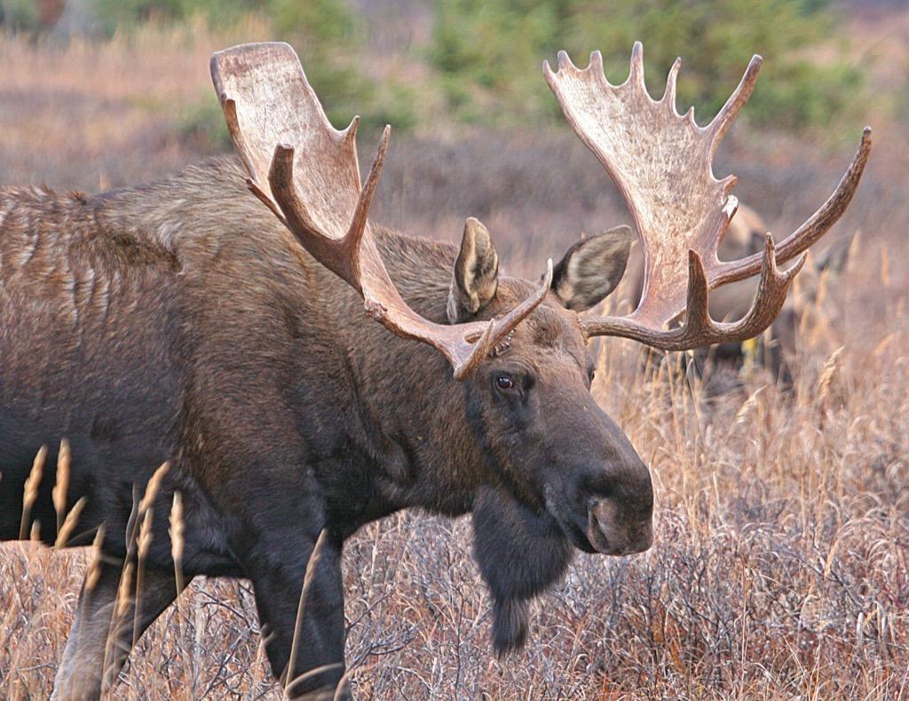 Bull Moose Wallpaper HD FREE for Android