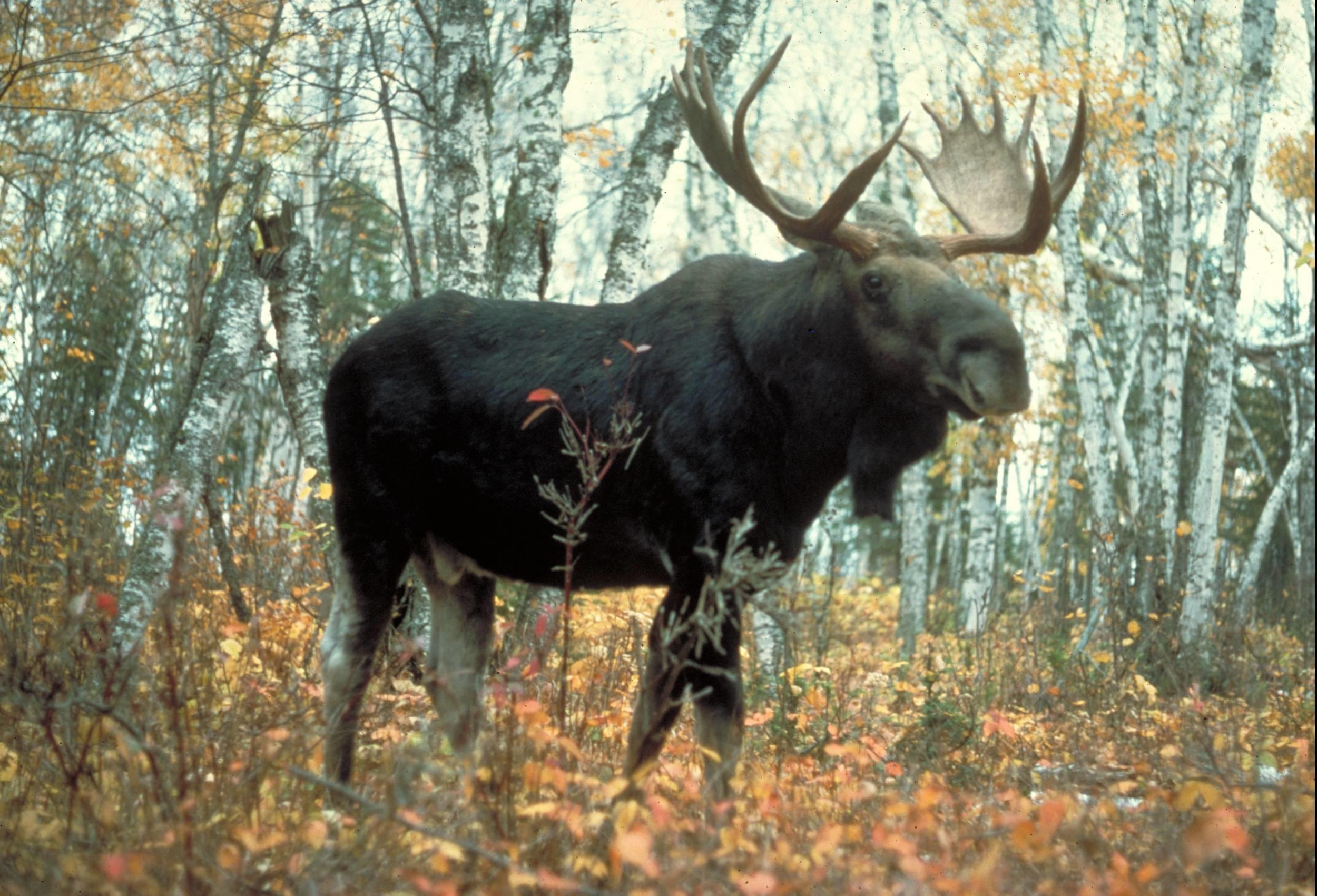 Moose Wallpaper background picture