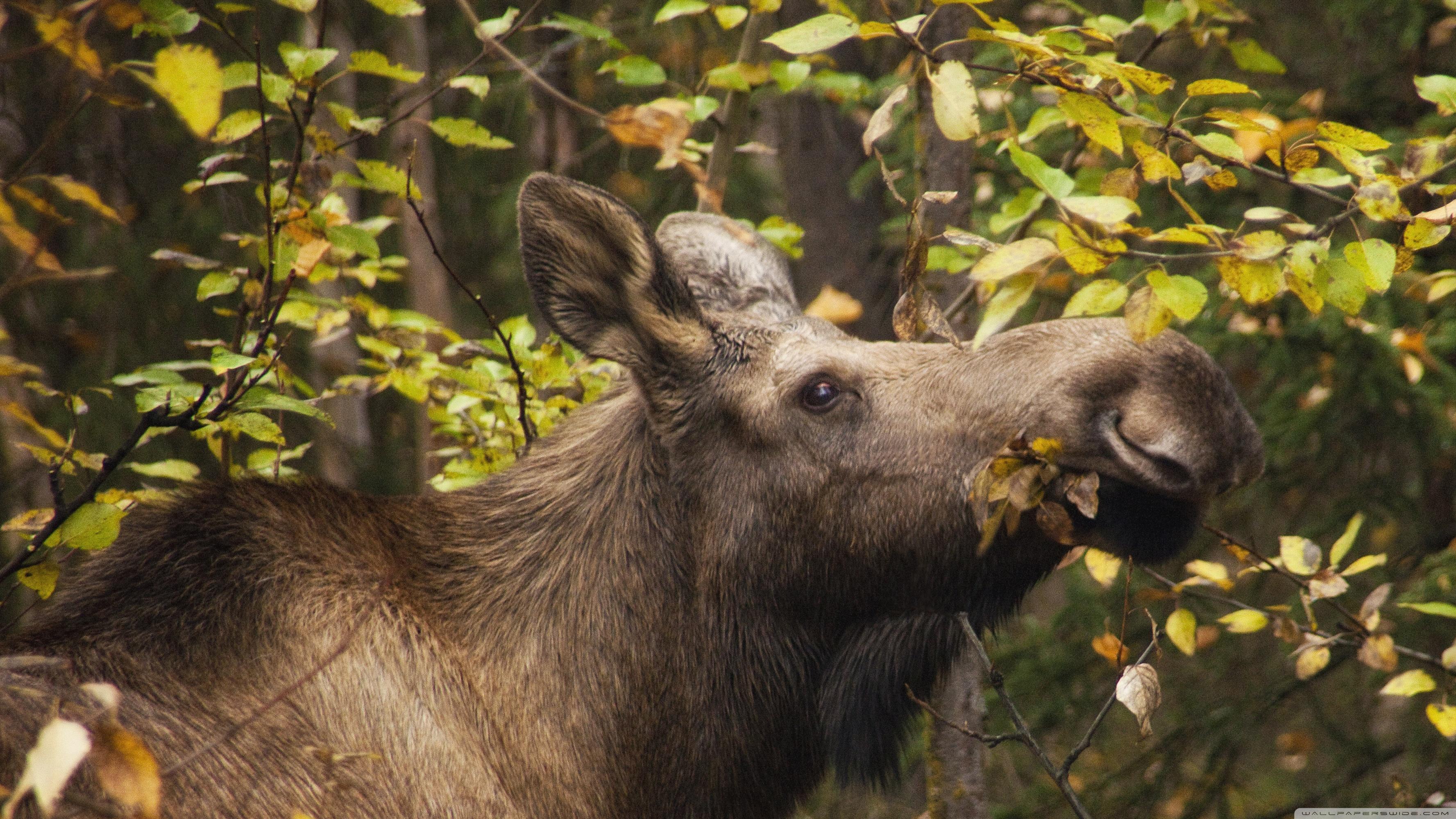 Moose Wallpapers Wallpaper Cave