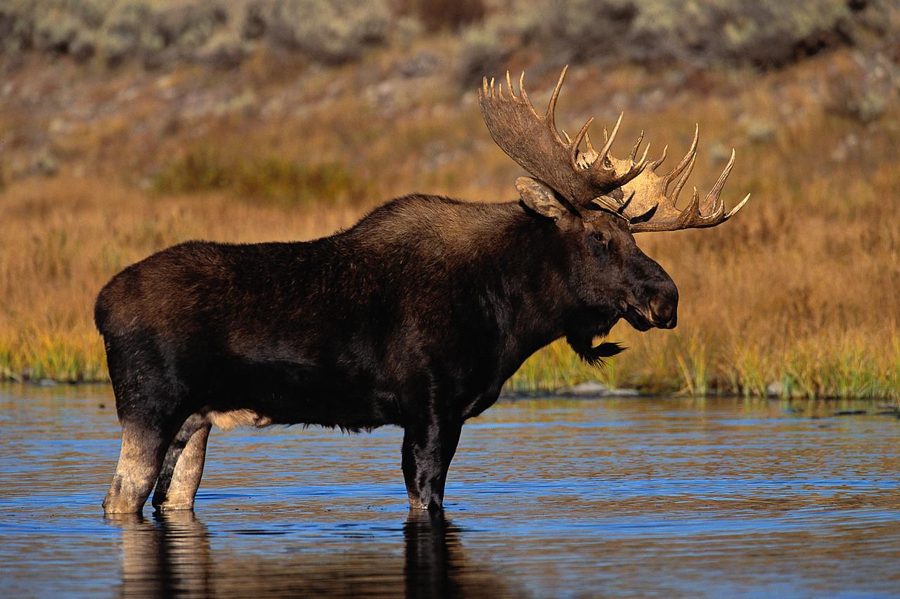 Moose Wallpapers - Wallpaper Cave