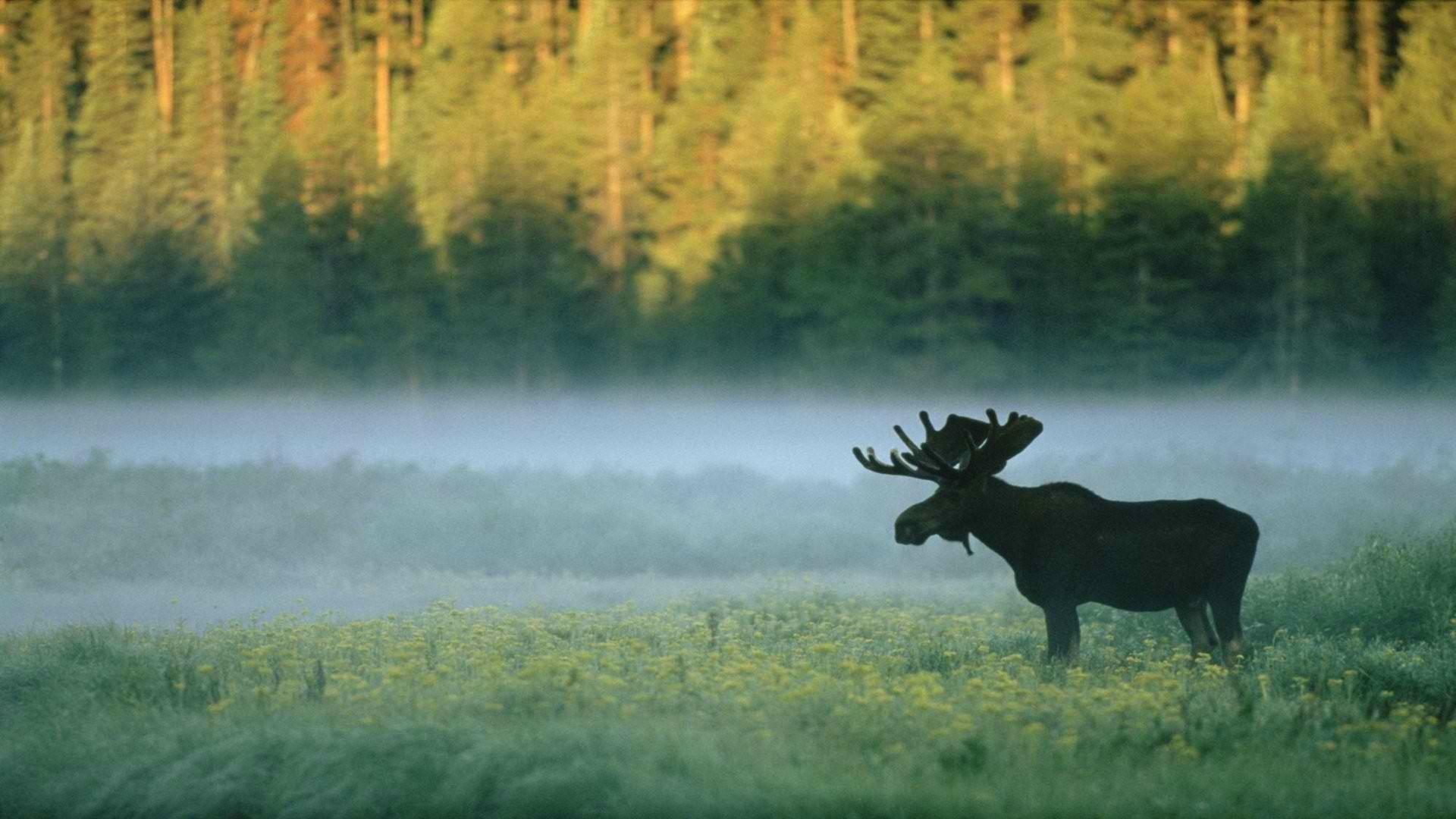 #forest, #nature, #moose, #animals wallpaper. General