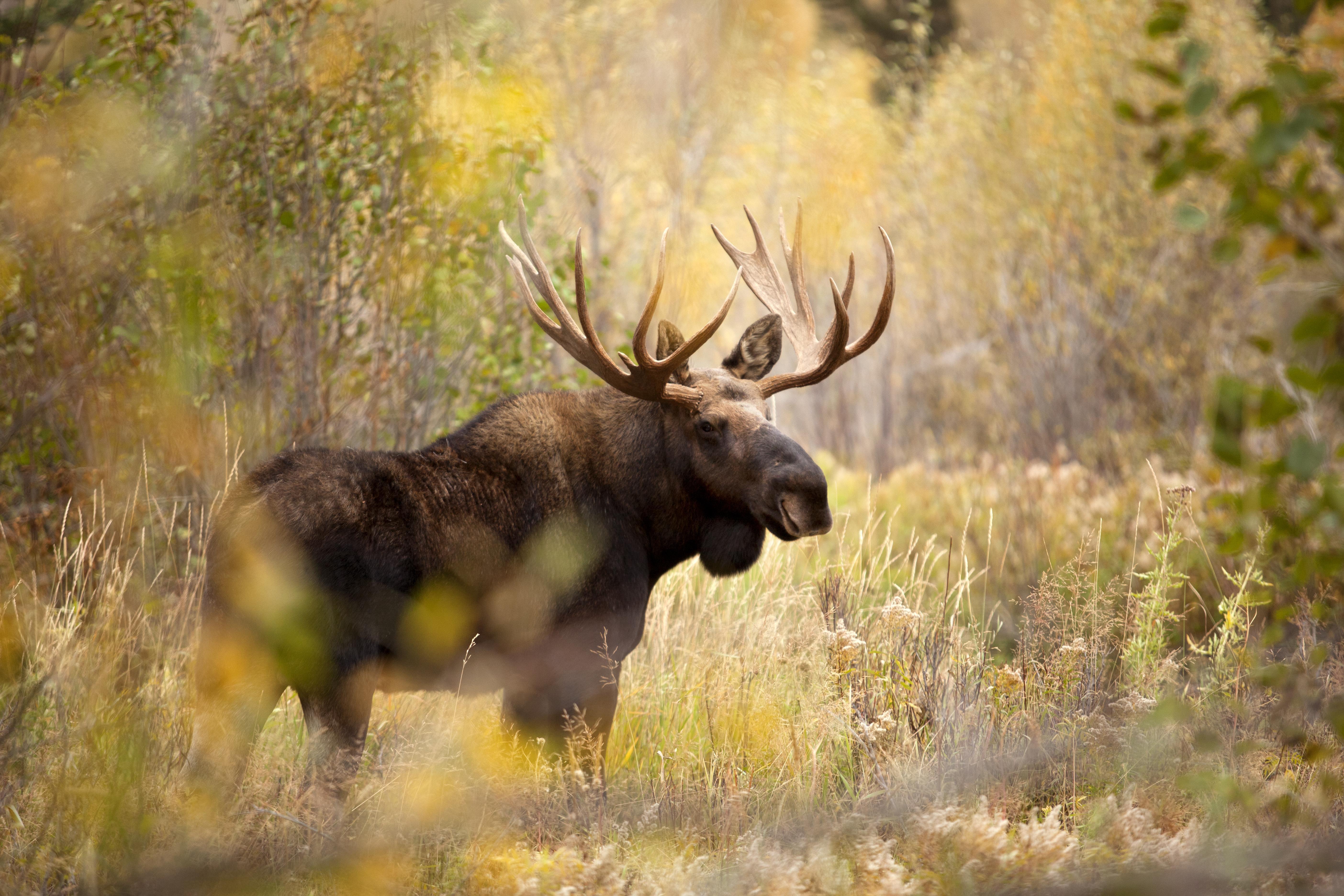 Full HD Quality Moose Background Picture for Free